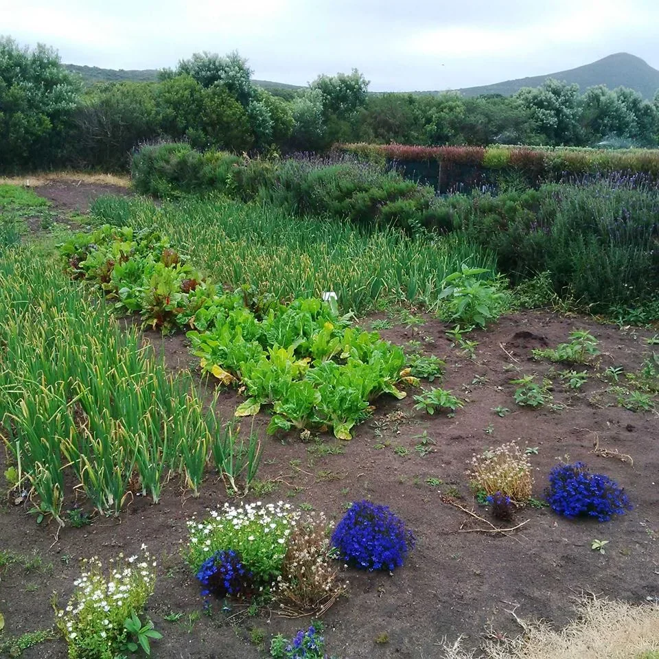 Vegetables thriving