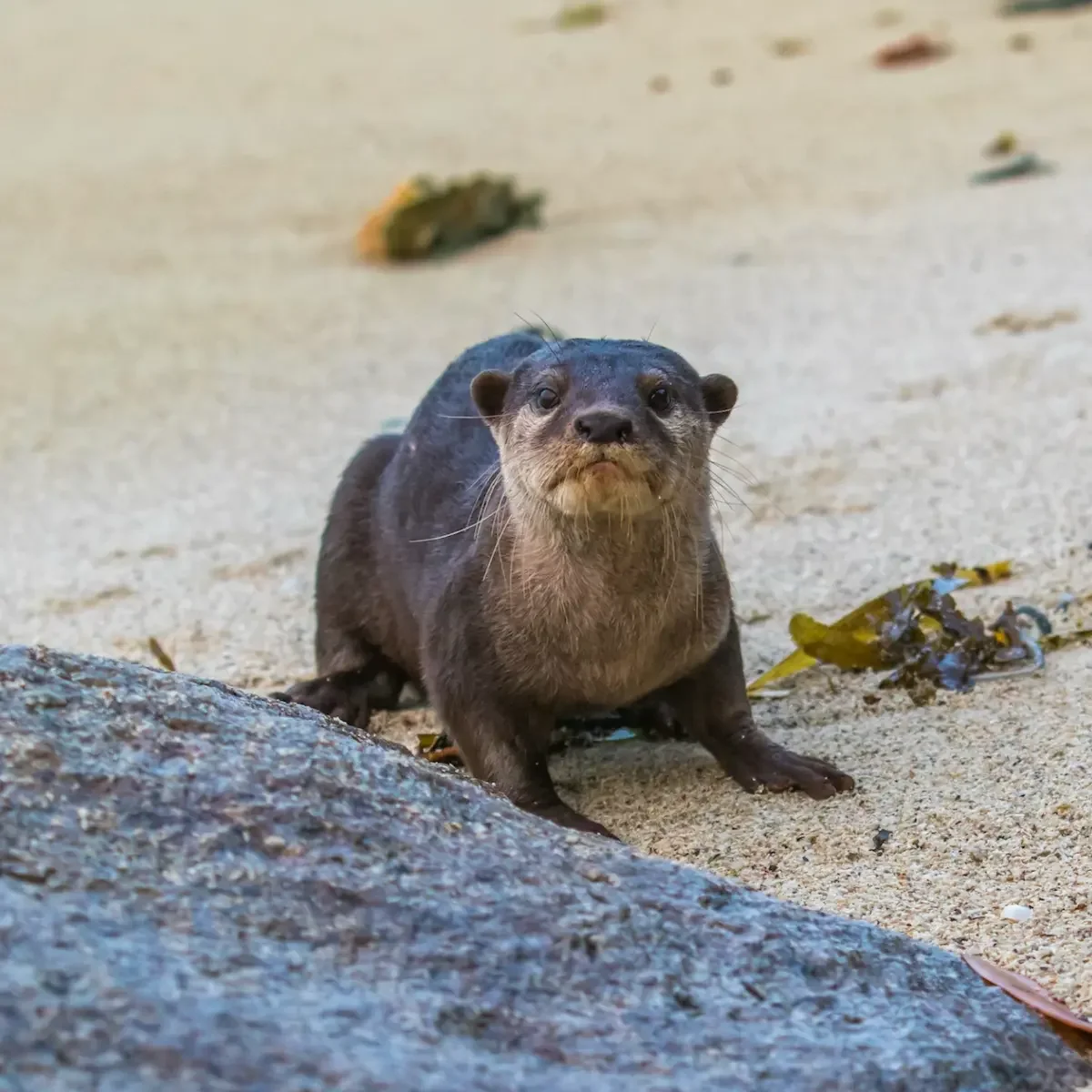 How our members use EarthRanger to turn guests into citizen scientists