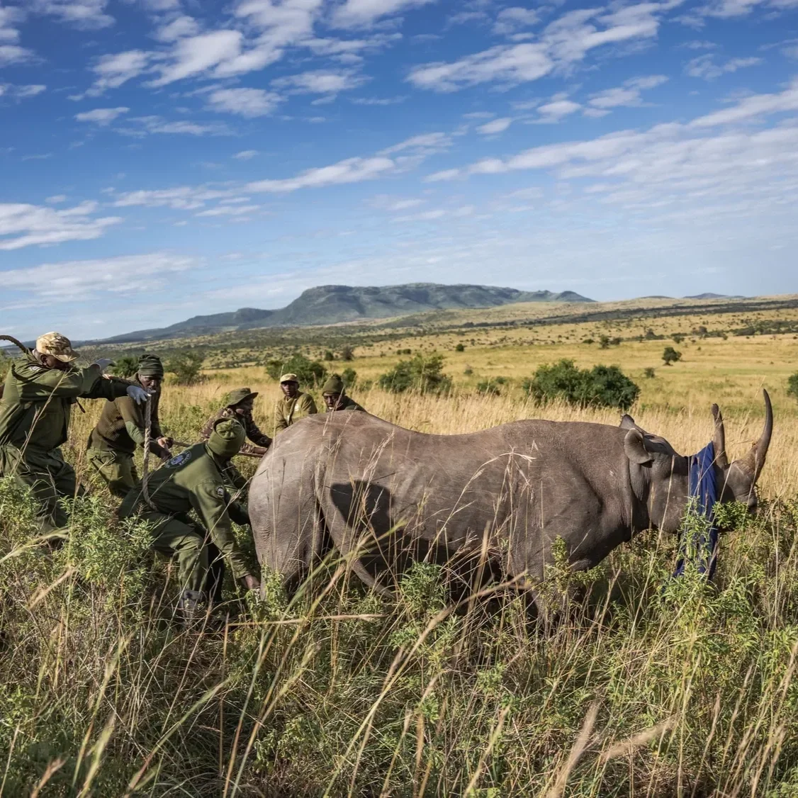rhino-ear-notching.webp