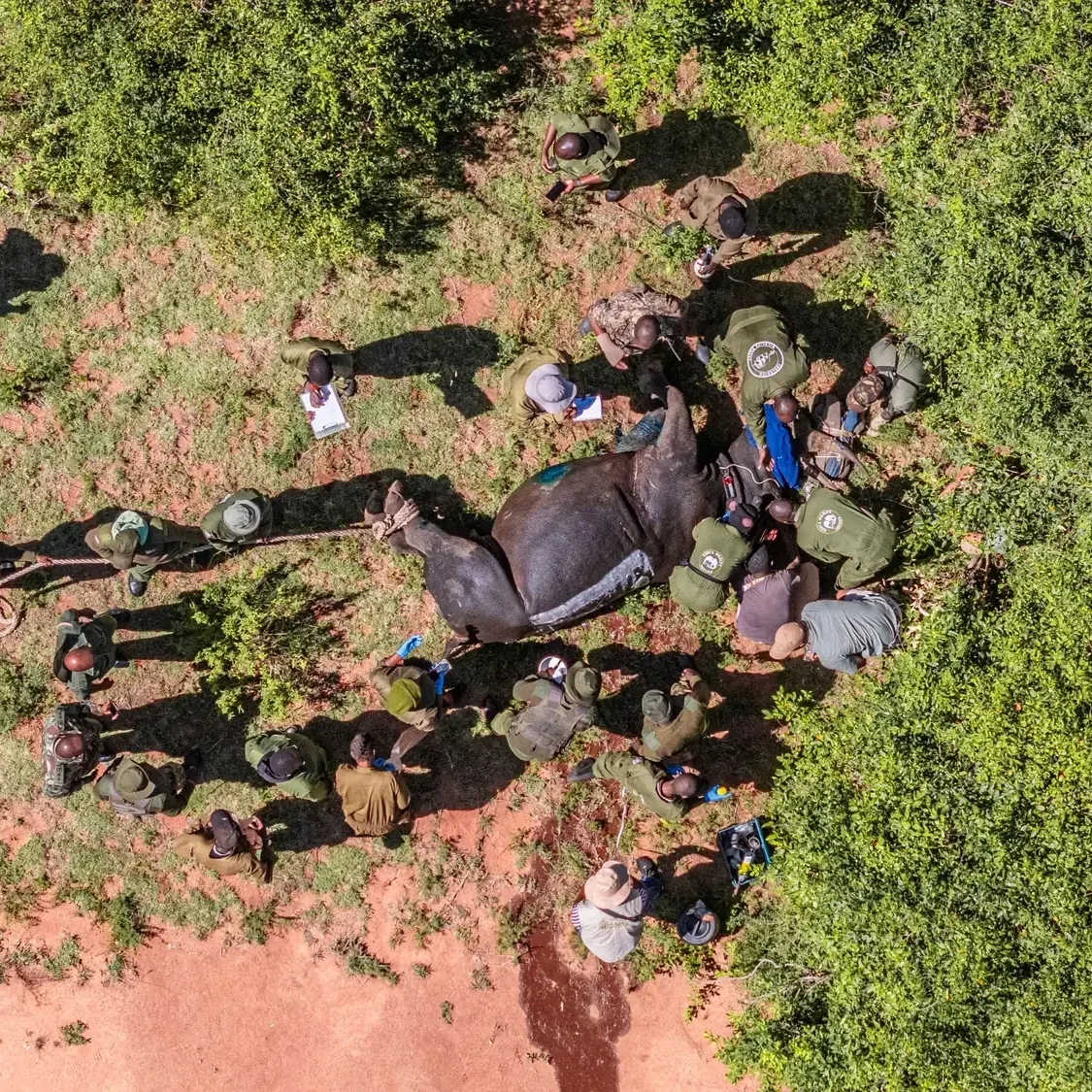 rhino-aerial-ear-notching.webp
