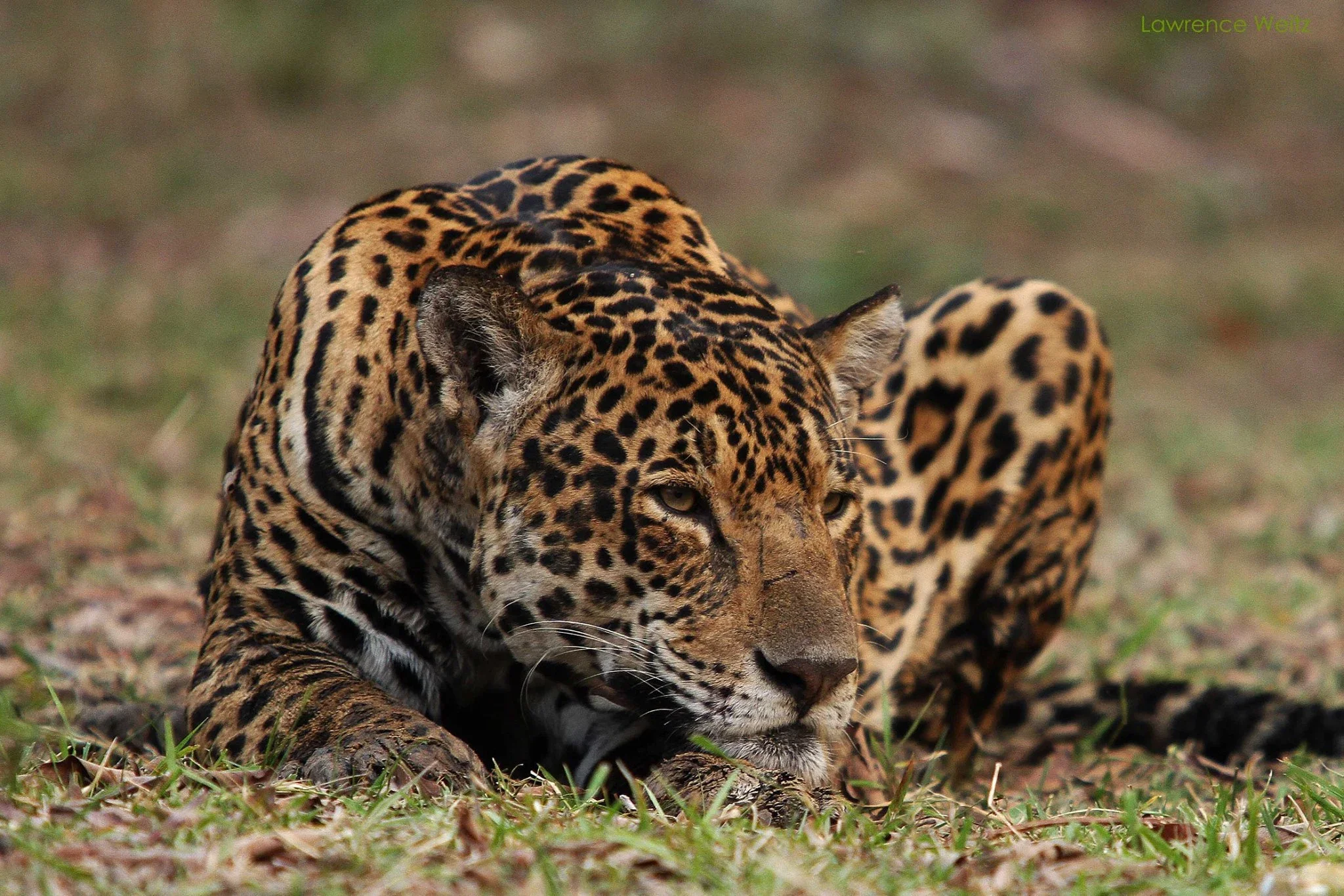 Caiman.webp