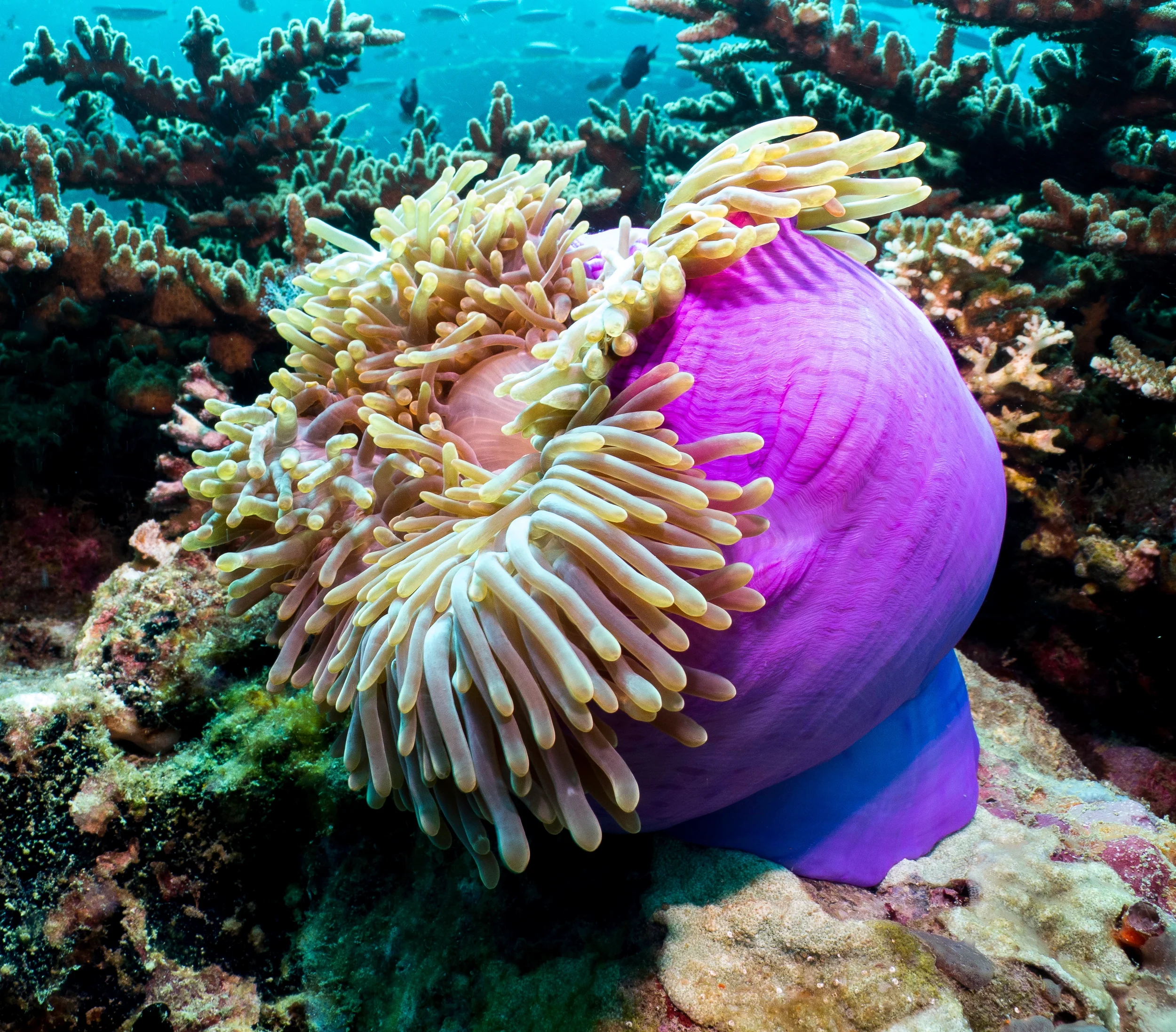 Purple anemone.webp