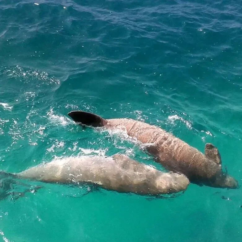 Dugongs P Tengah_Soly.webp