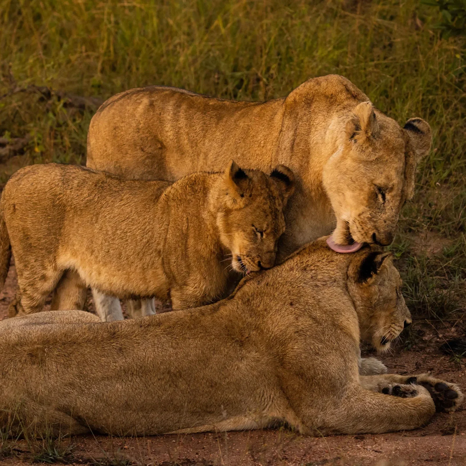 Sumptuous Tours