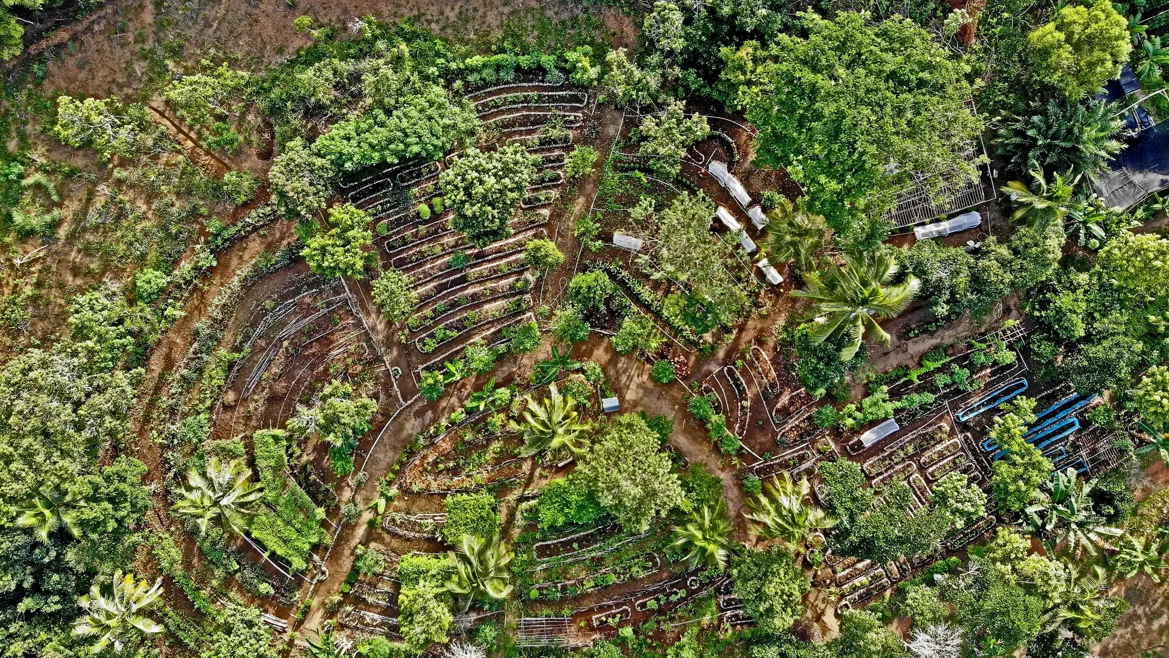 Nikoi's farm is vulnerable to droughts, intensified by the 'super' El Nino 