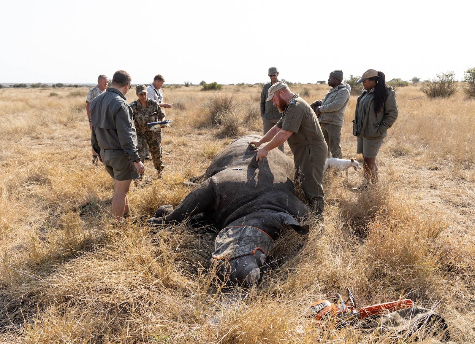 the_long_run_travel_companies_Anderson Expeditions_KNP dehorning.jpg