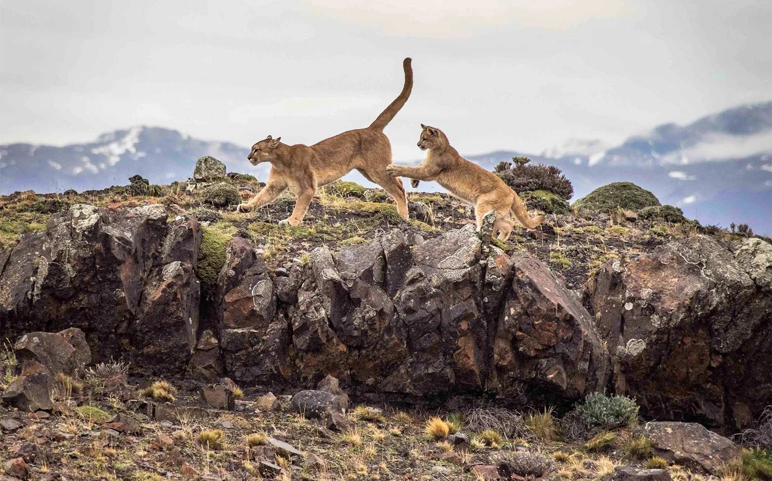 Pumas playing UNCHARTED