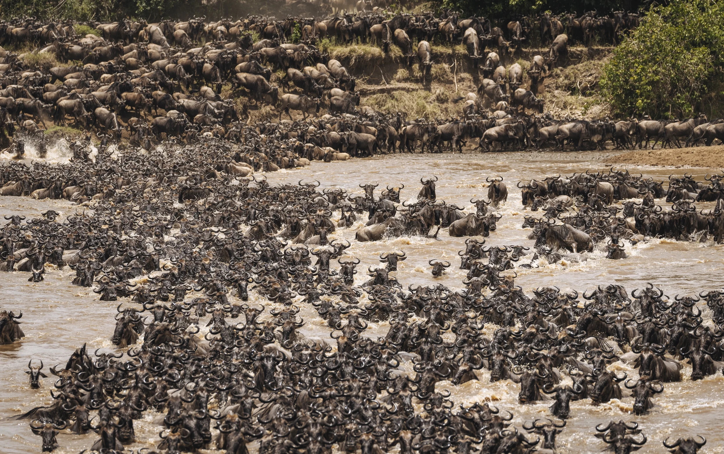 nomad lamai serengeti river crossing.webp