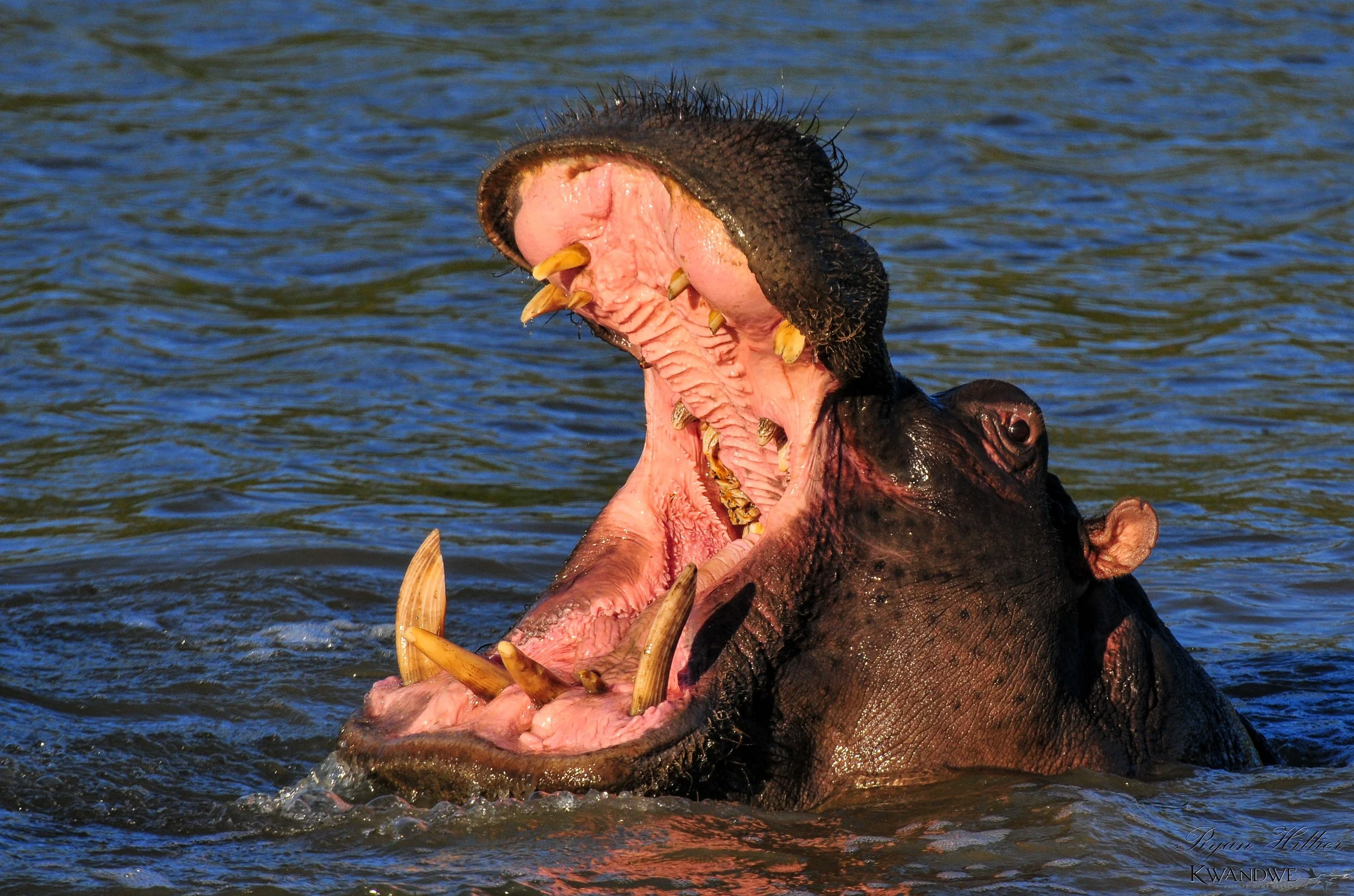 Kwandwe Private Game Reserve - Wildlife 10.jpg