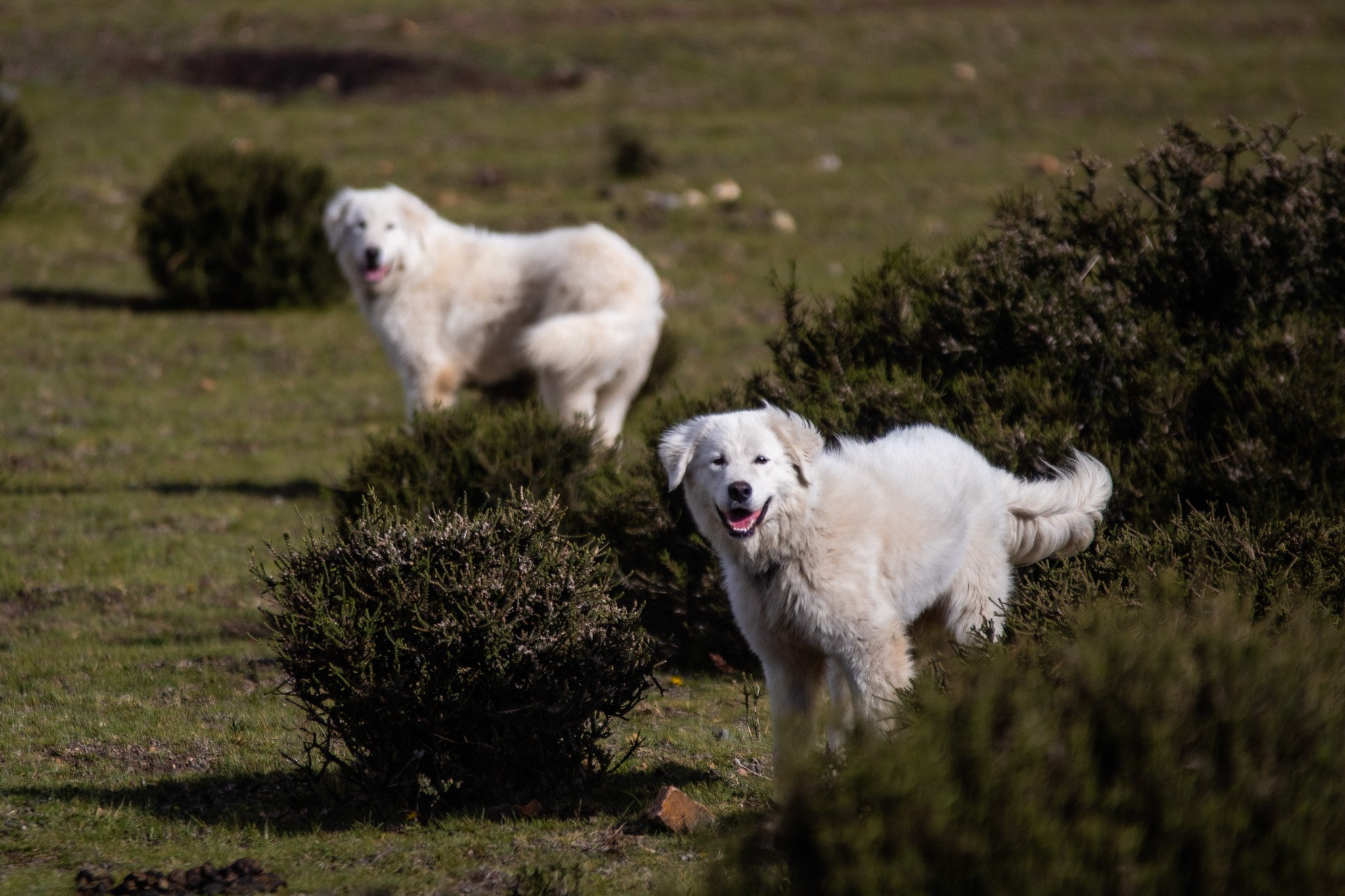 the_long_run_estancia-cerro-guido-16.jpg