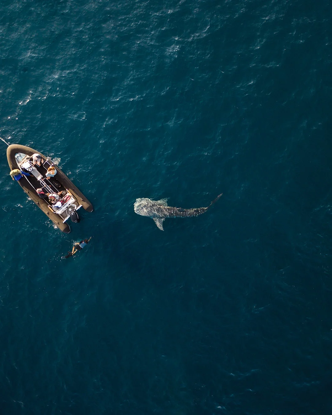 Whale shark sighting UNCHARTED