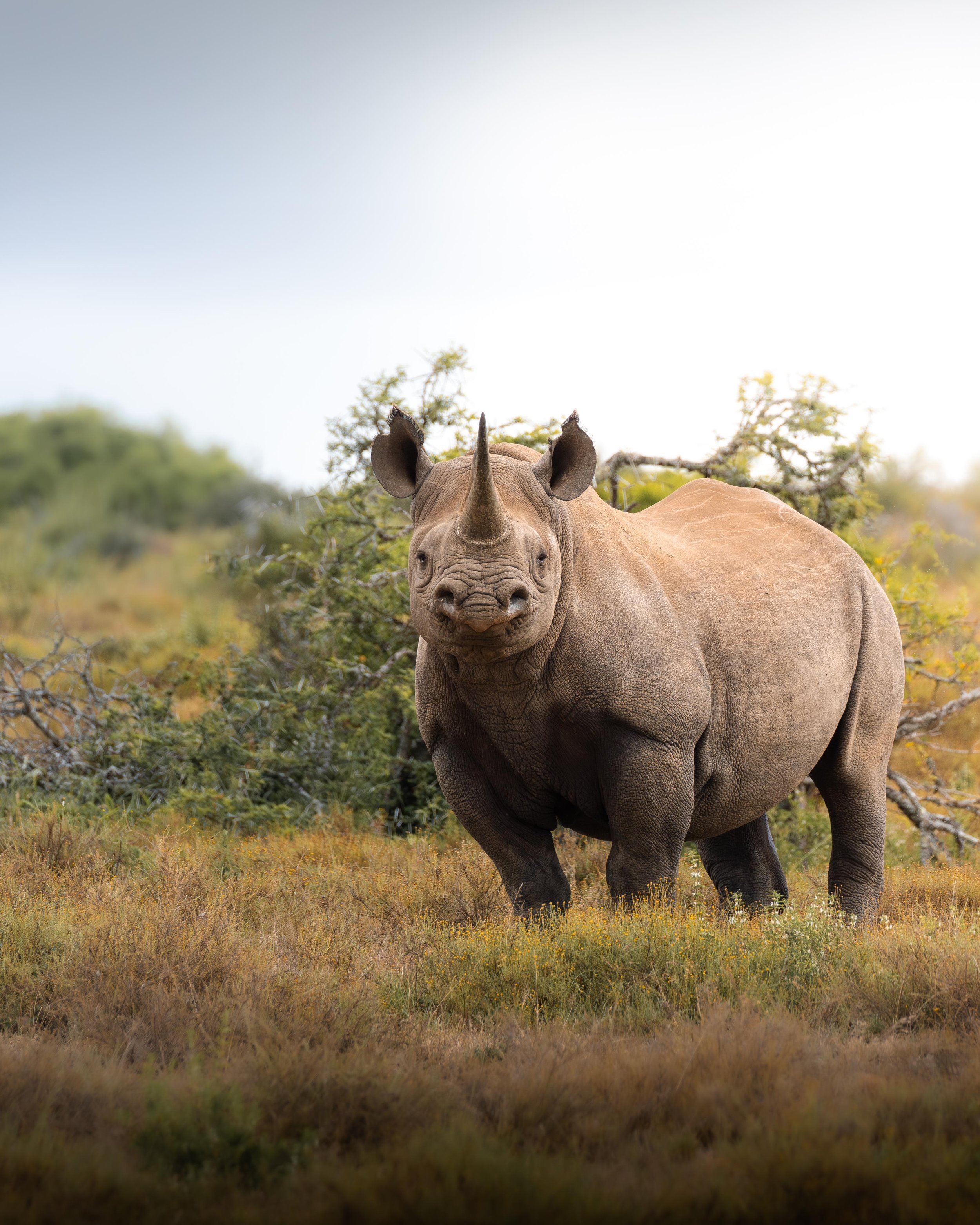 Luke Raubenheimer (13) - Rhino.jpg