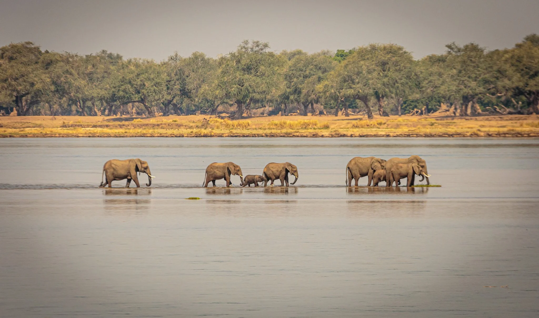 the_long_run_Royal_zambezi-41.jpg