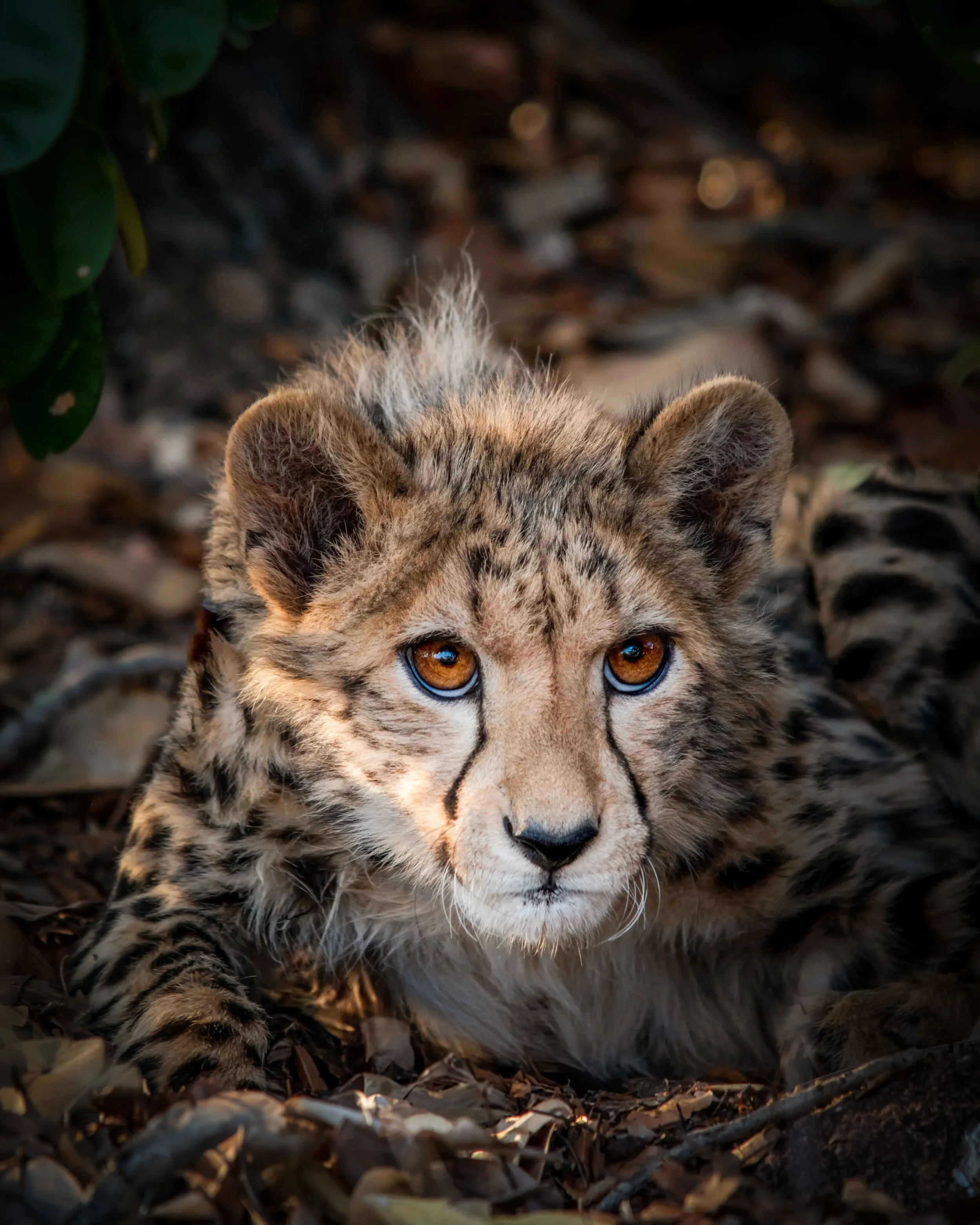 Cheetah-cub-wander-africa-1.webp