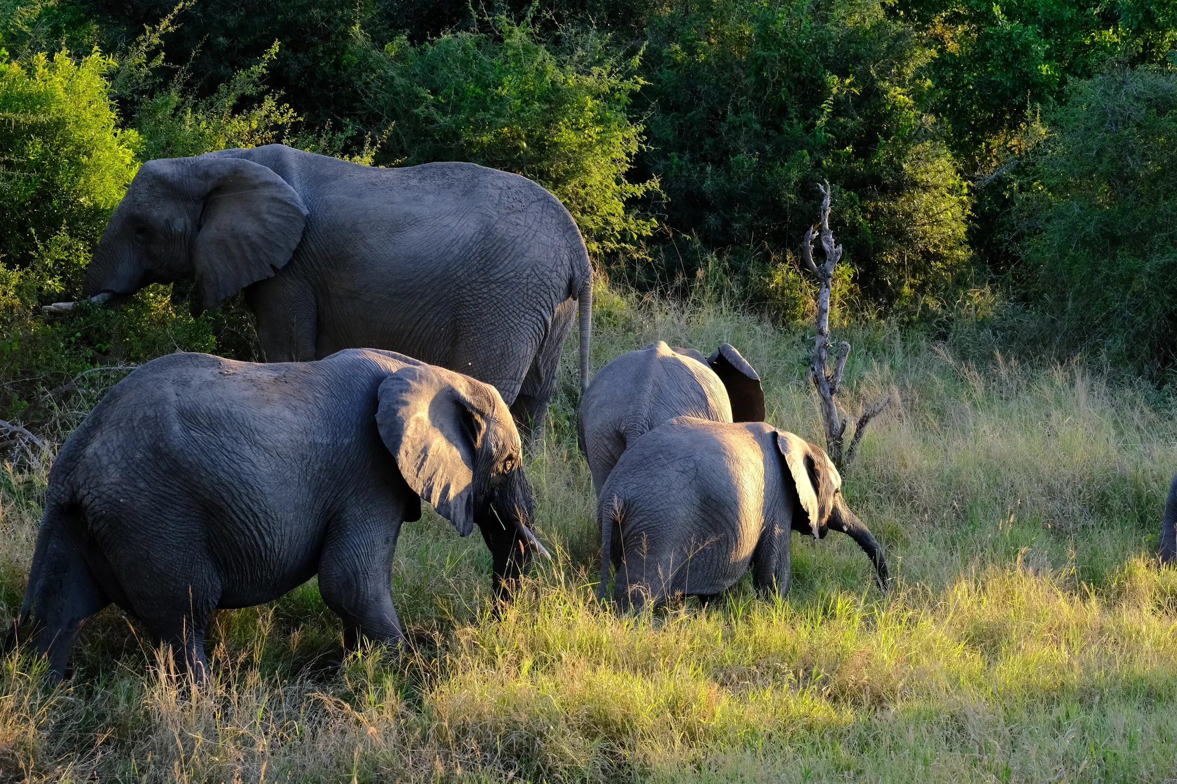 Sumptuous Tours elephant herd.webp