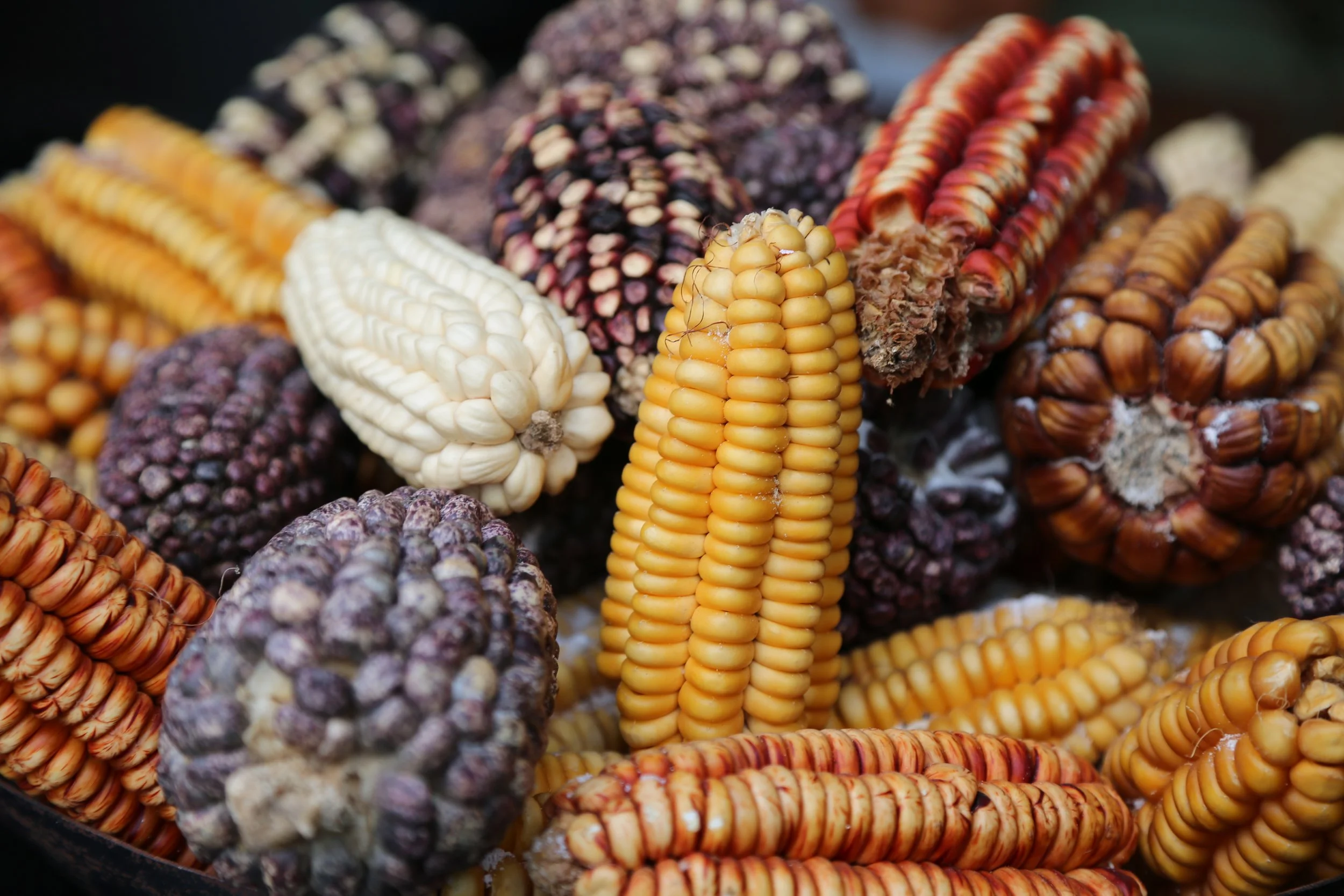 Close-up of multiple dried Andean corn varieties in purples, whites, oranges and reds