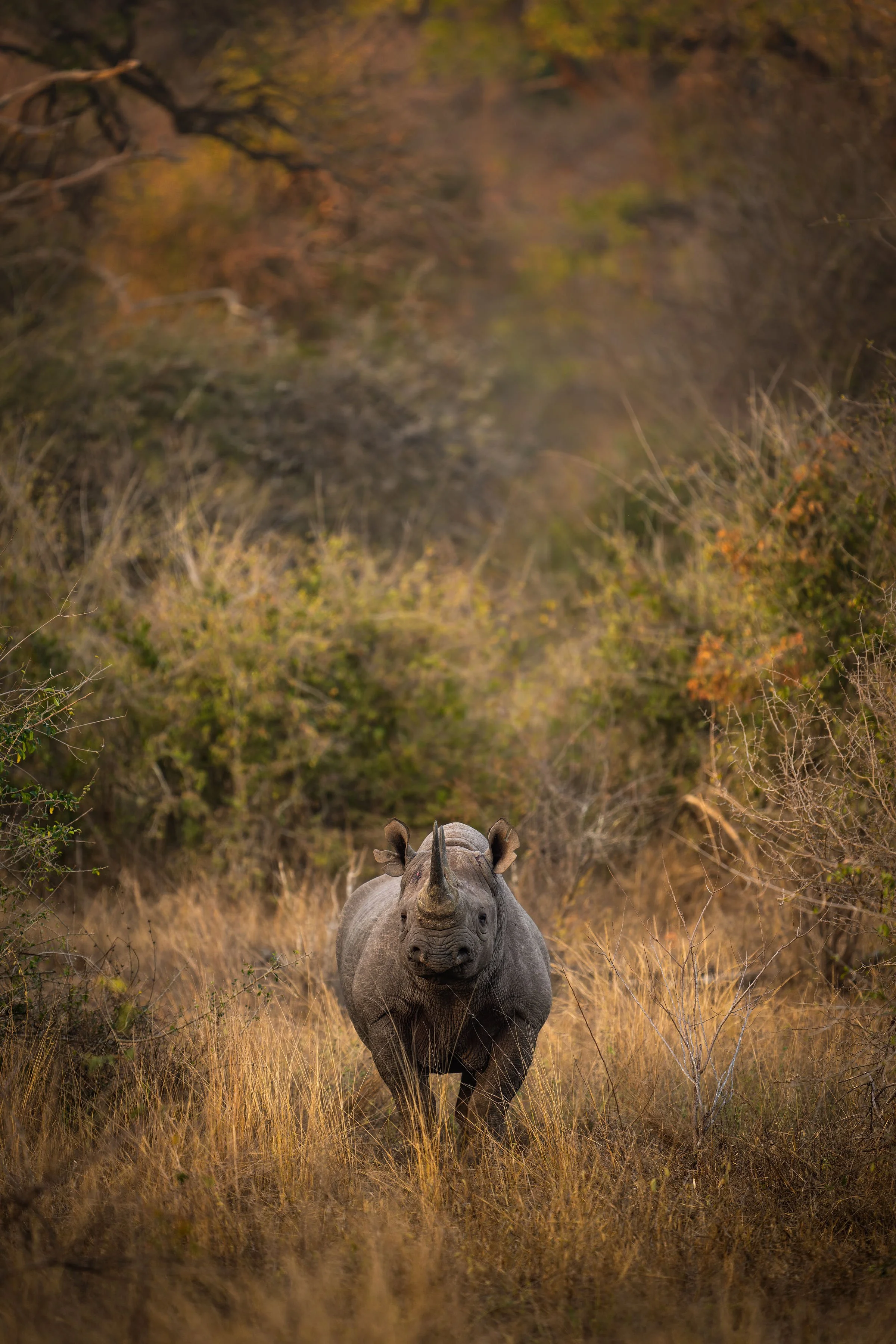 MalilangweReserve_Wildlife_Rhino_BlackRhino_RossCouper_A1_03357.jpg