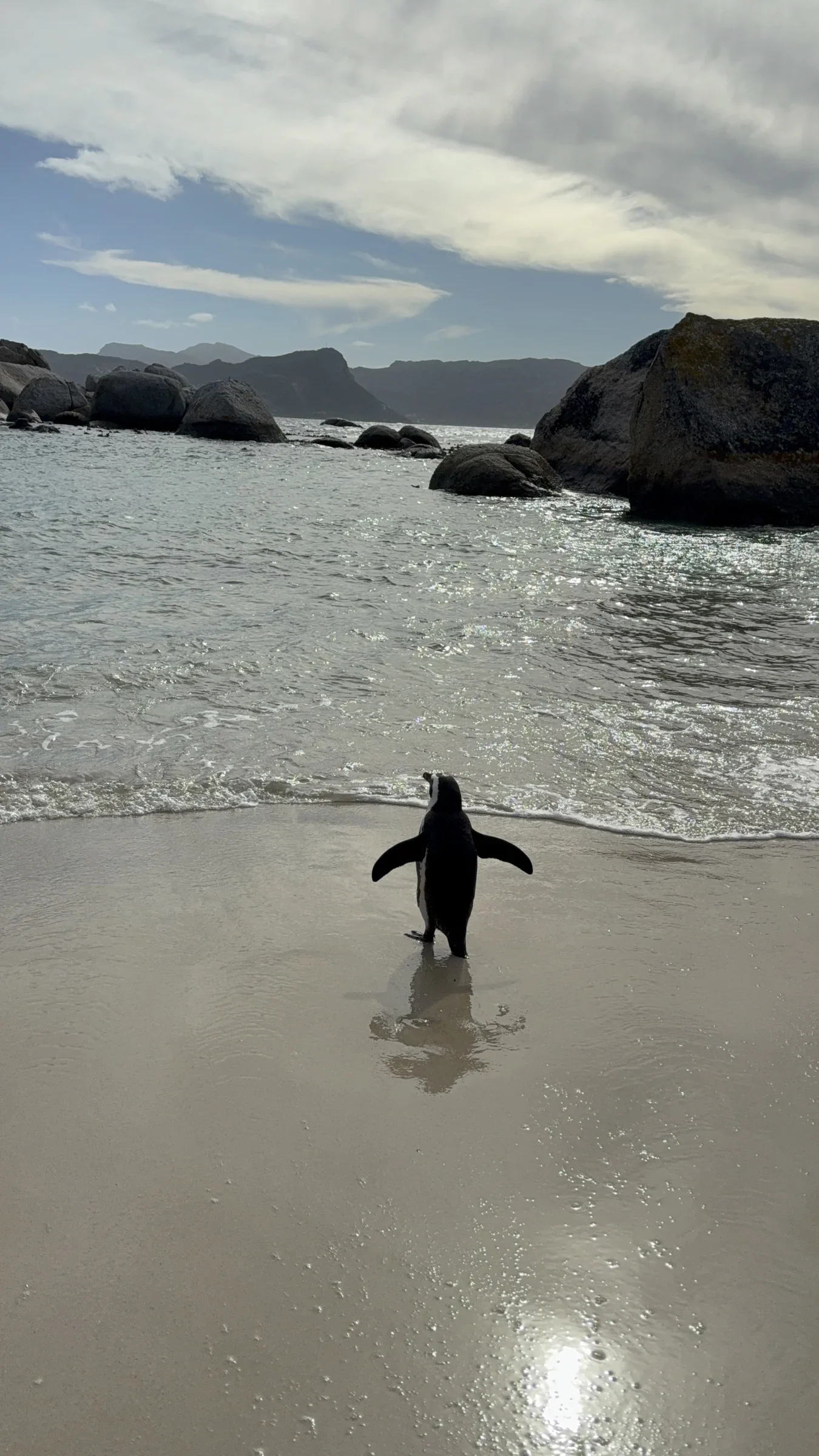 Sumptuous Tours african penguin on beach.webp
