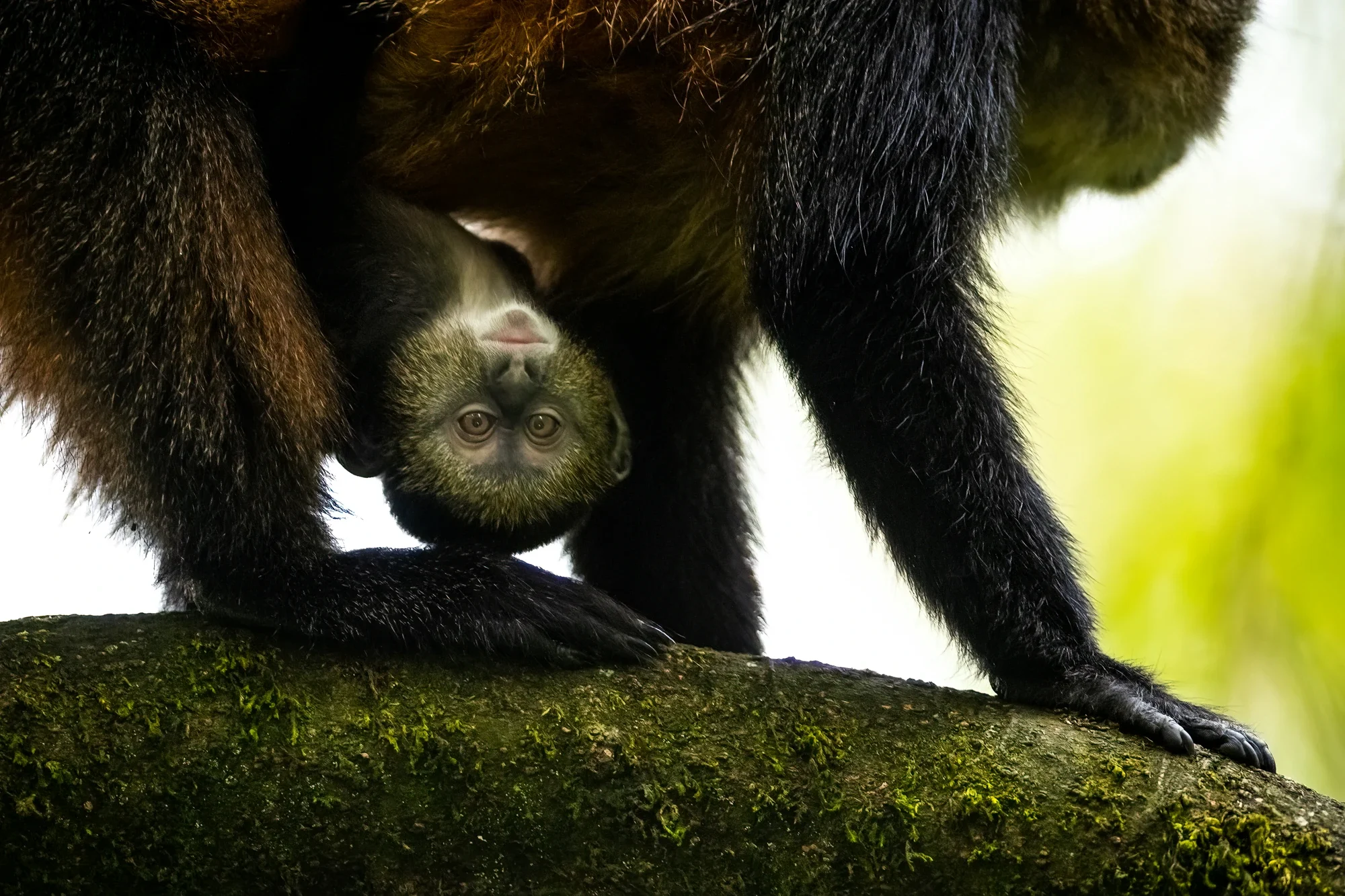 Singita Volcanoes National Park_Golden Monkies_Ross Couper (1).webp