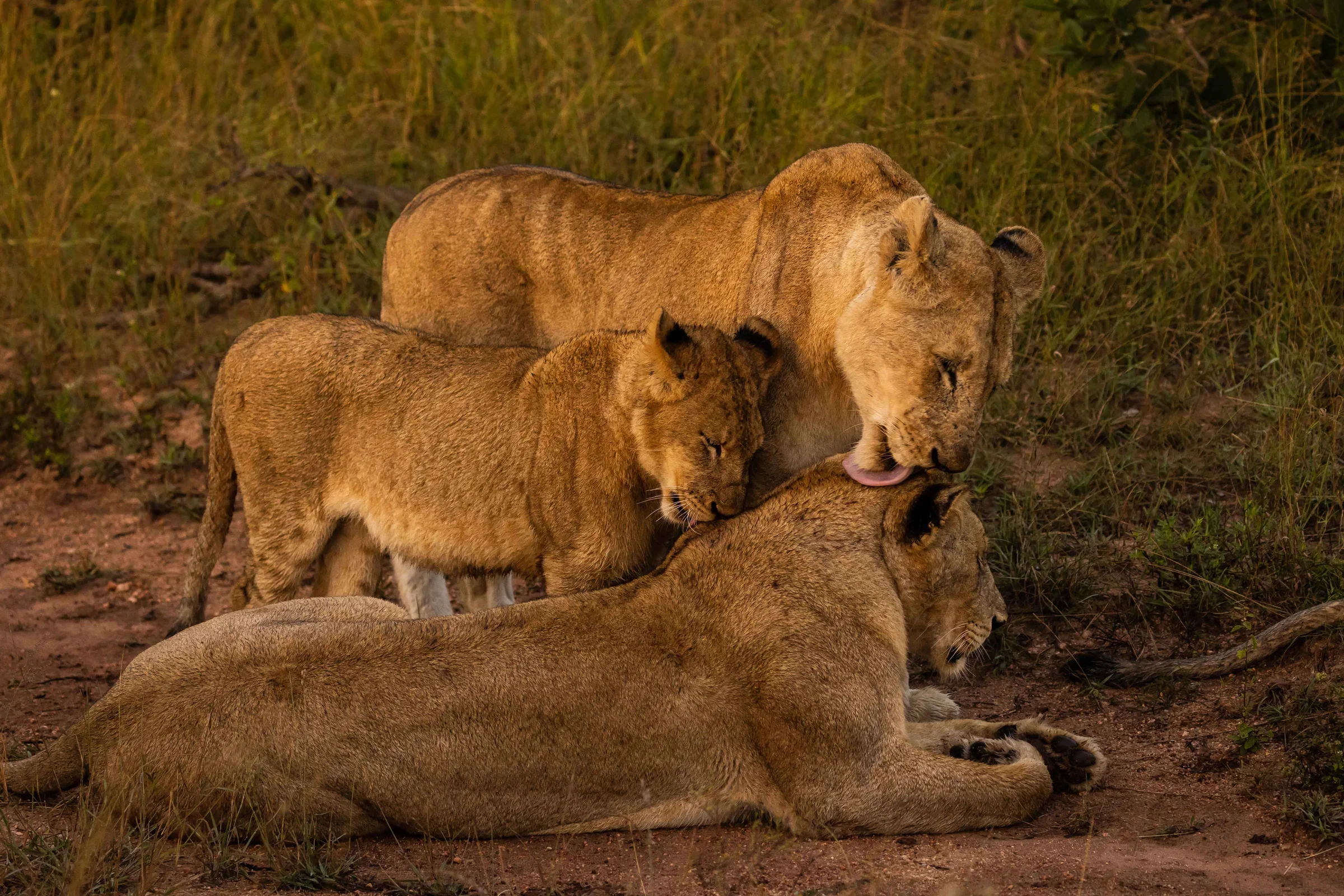 Sumptuous Tours
