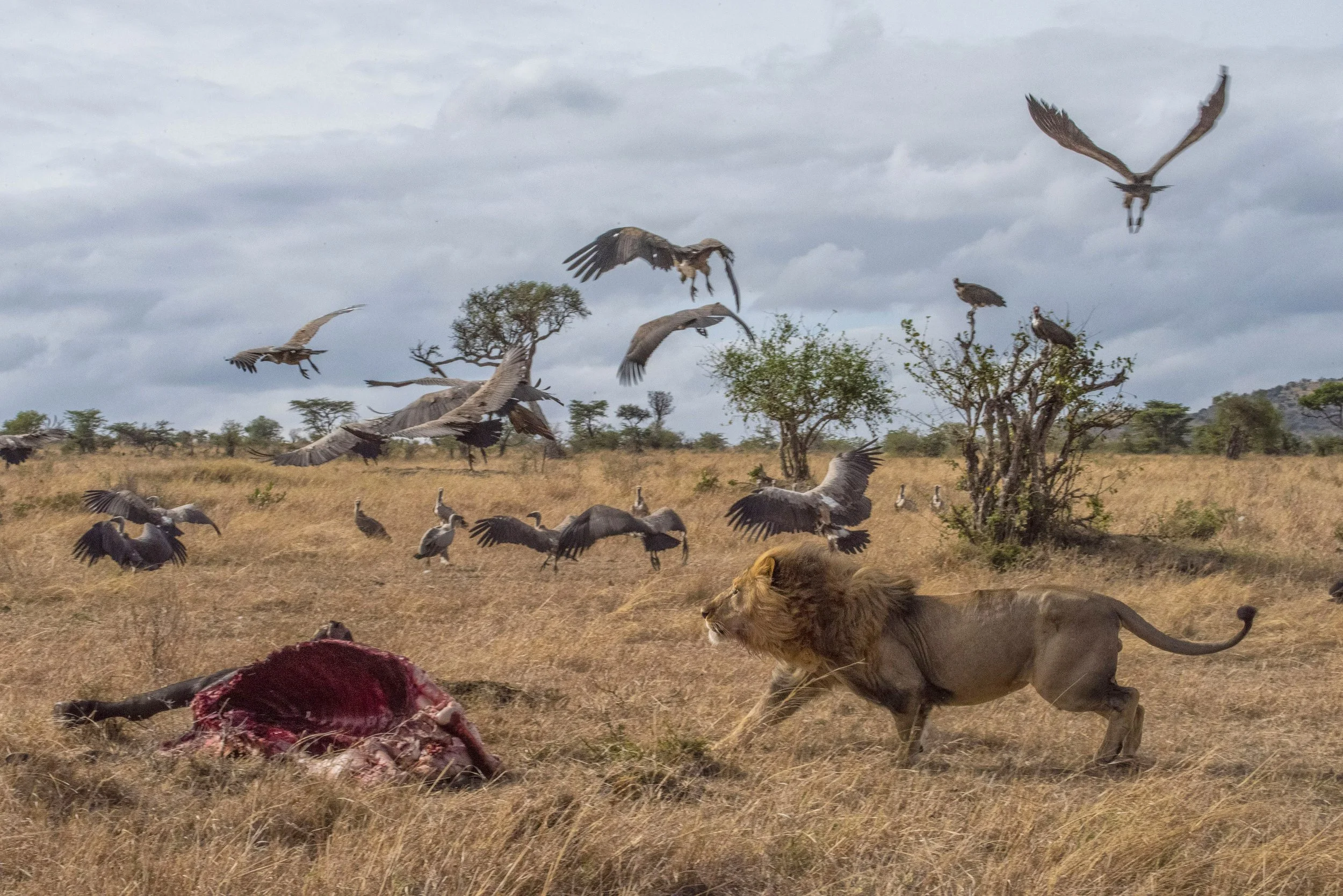 Cottar’s-Safaris_Willdlife_male-lion_ and_vultures.jpg