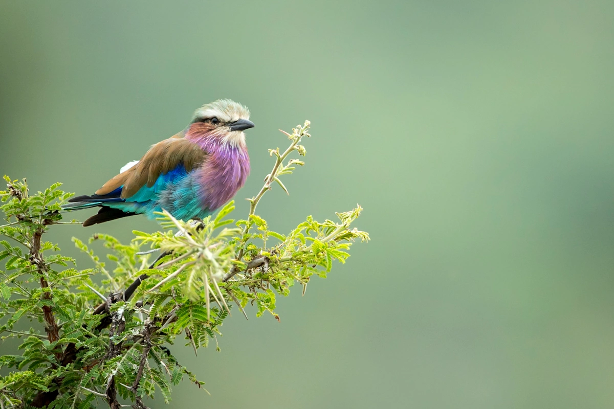 Bird___Lilac-Breasted_Roller___Singita_Sabi_Sand___Ross_Couper_16.jpg