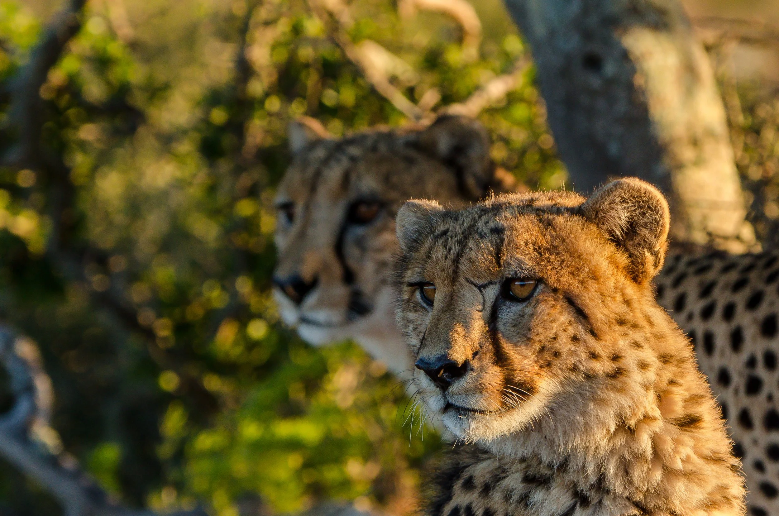 Glorious cheetahs at Kwandwe