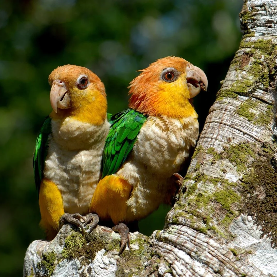 Amazon Yarapa Lodge