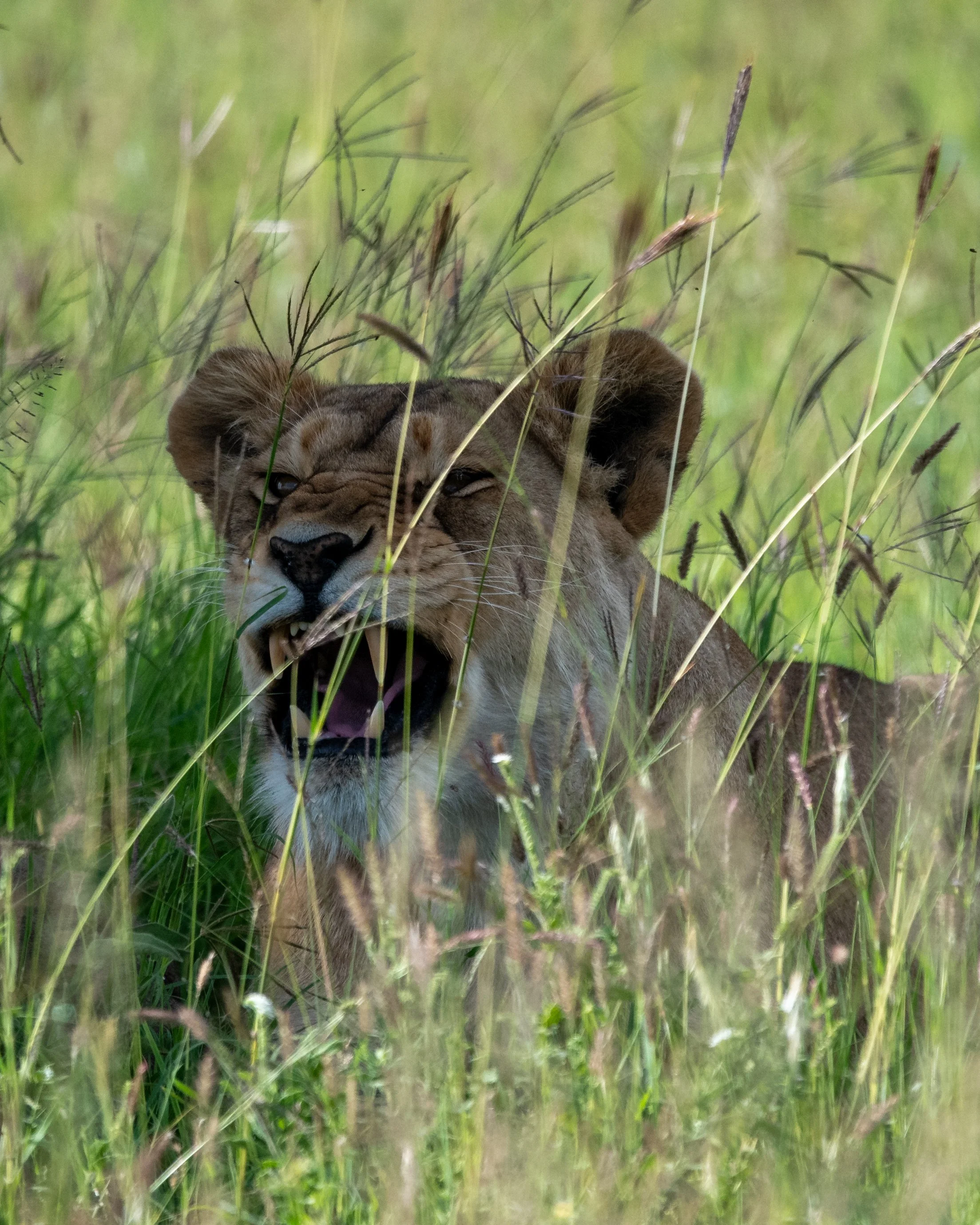 Wild Wakati Camp lion roaring