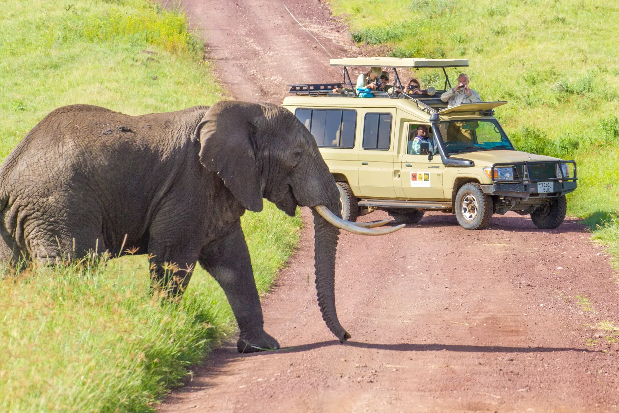 Takims Holidays 2026 elephant crossing in front of safari vehicle.webp
