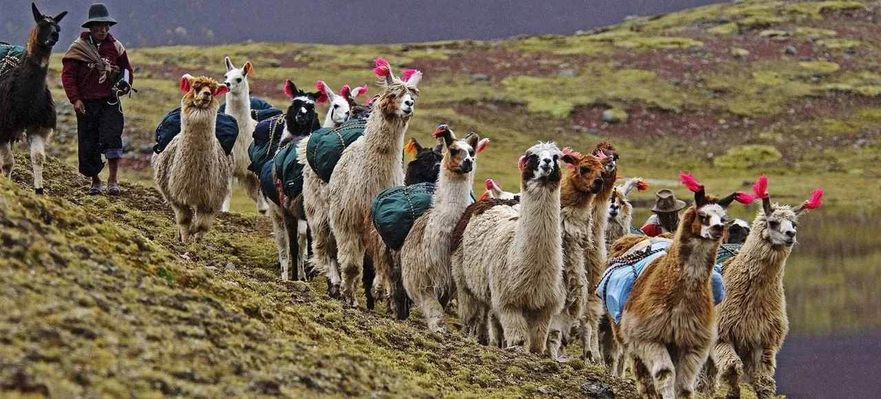 Enigma Peru Llamas