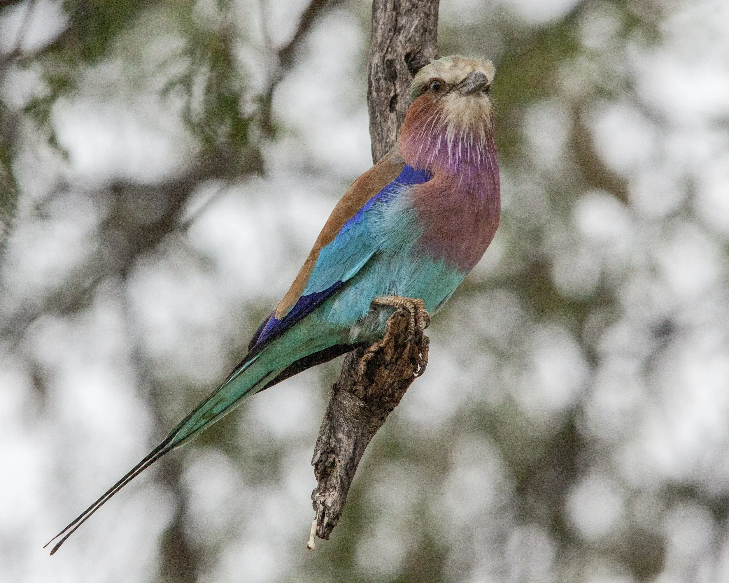 Explorer X Botswana.webp