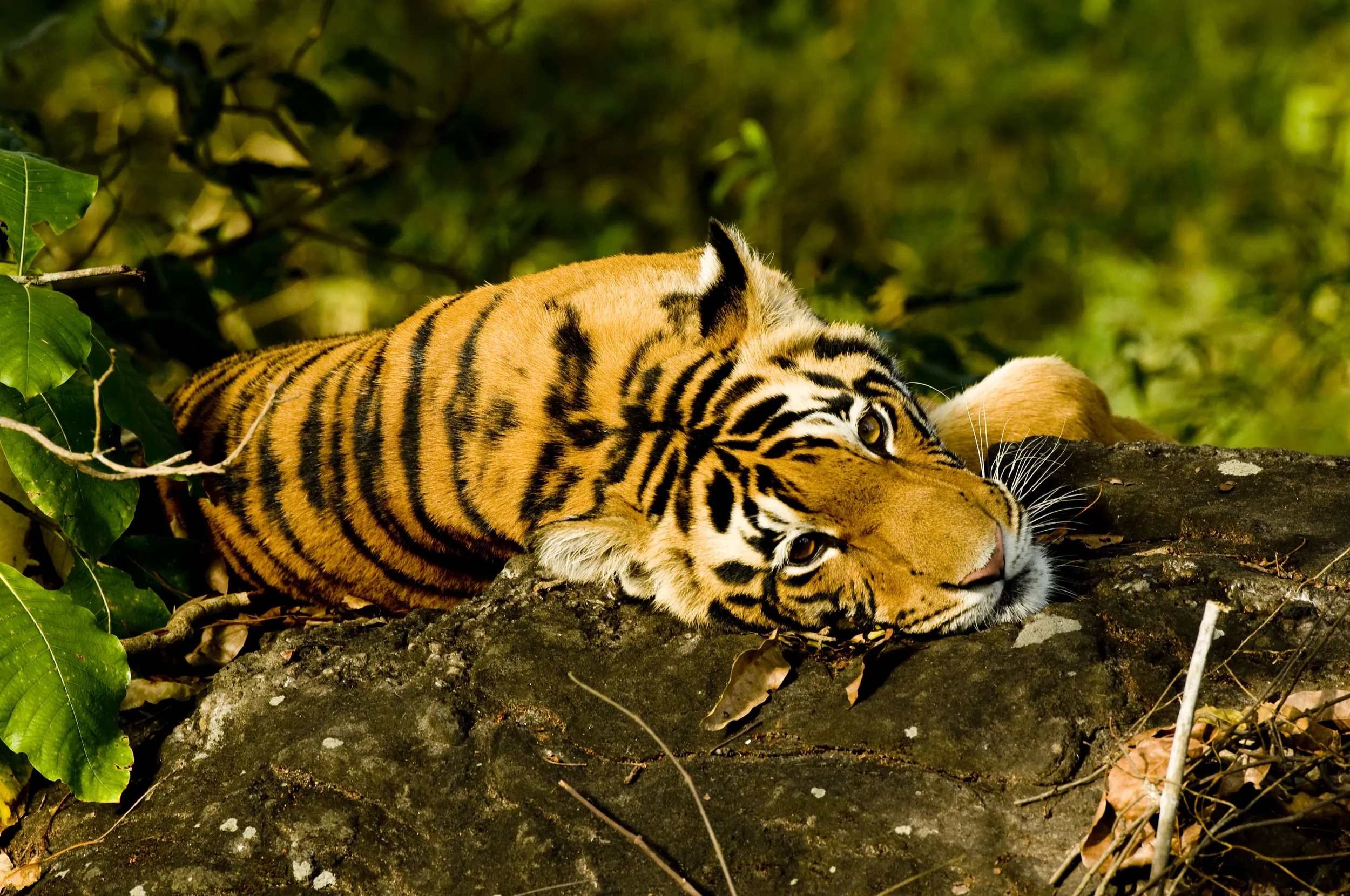 Tiger_Rocks2.webp