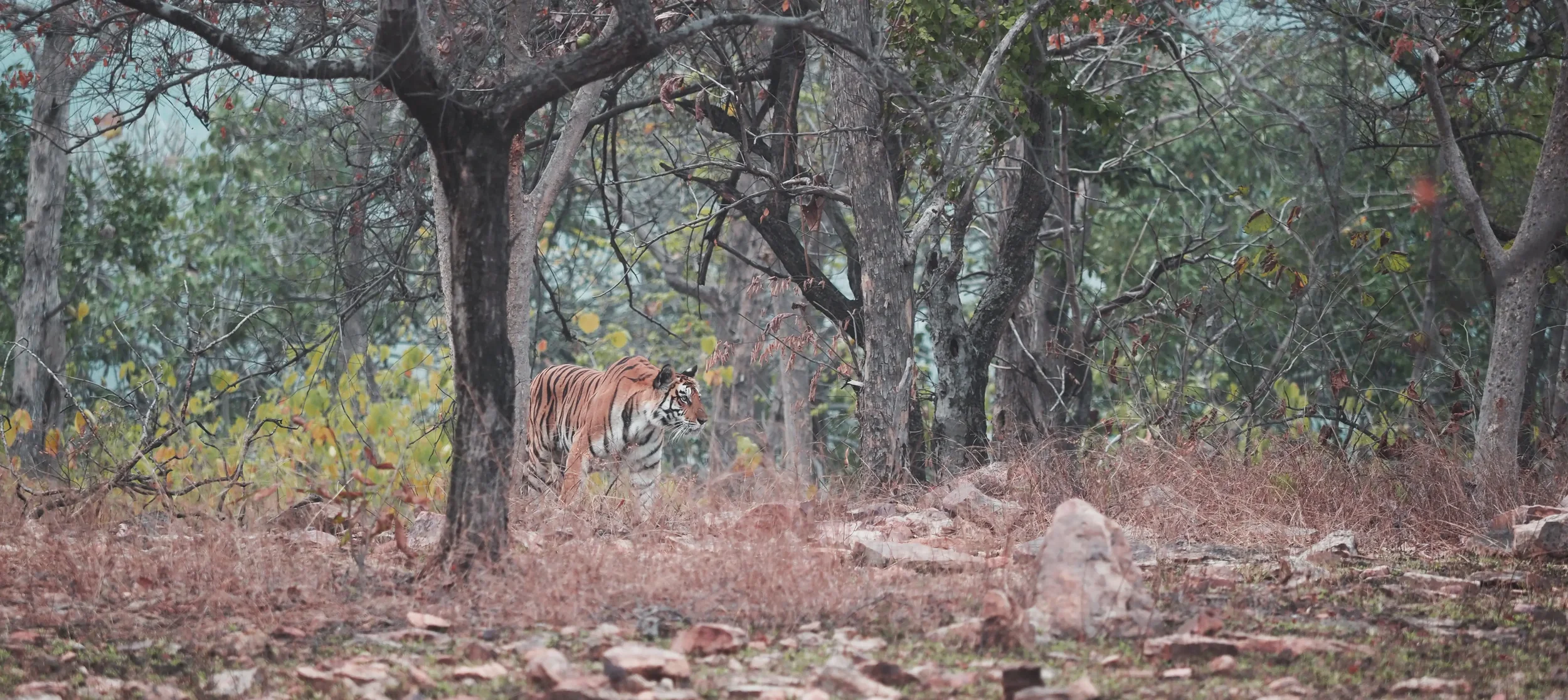 tigerPanna2024.webp