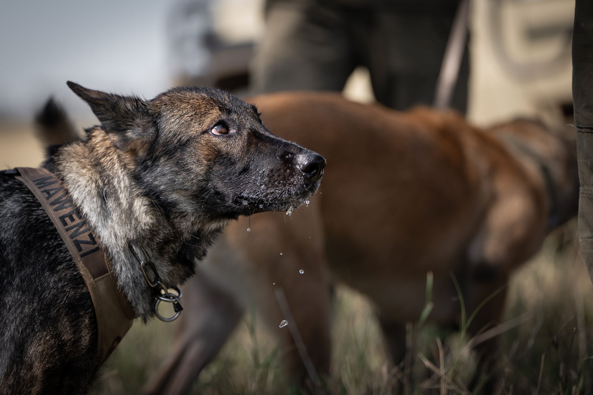 GrumetiReserve_GrumetiFund_K9Anti-PoachingScoutandDog_RossCouper_A1_00999.jpg