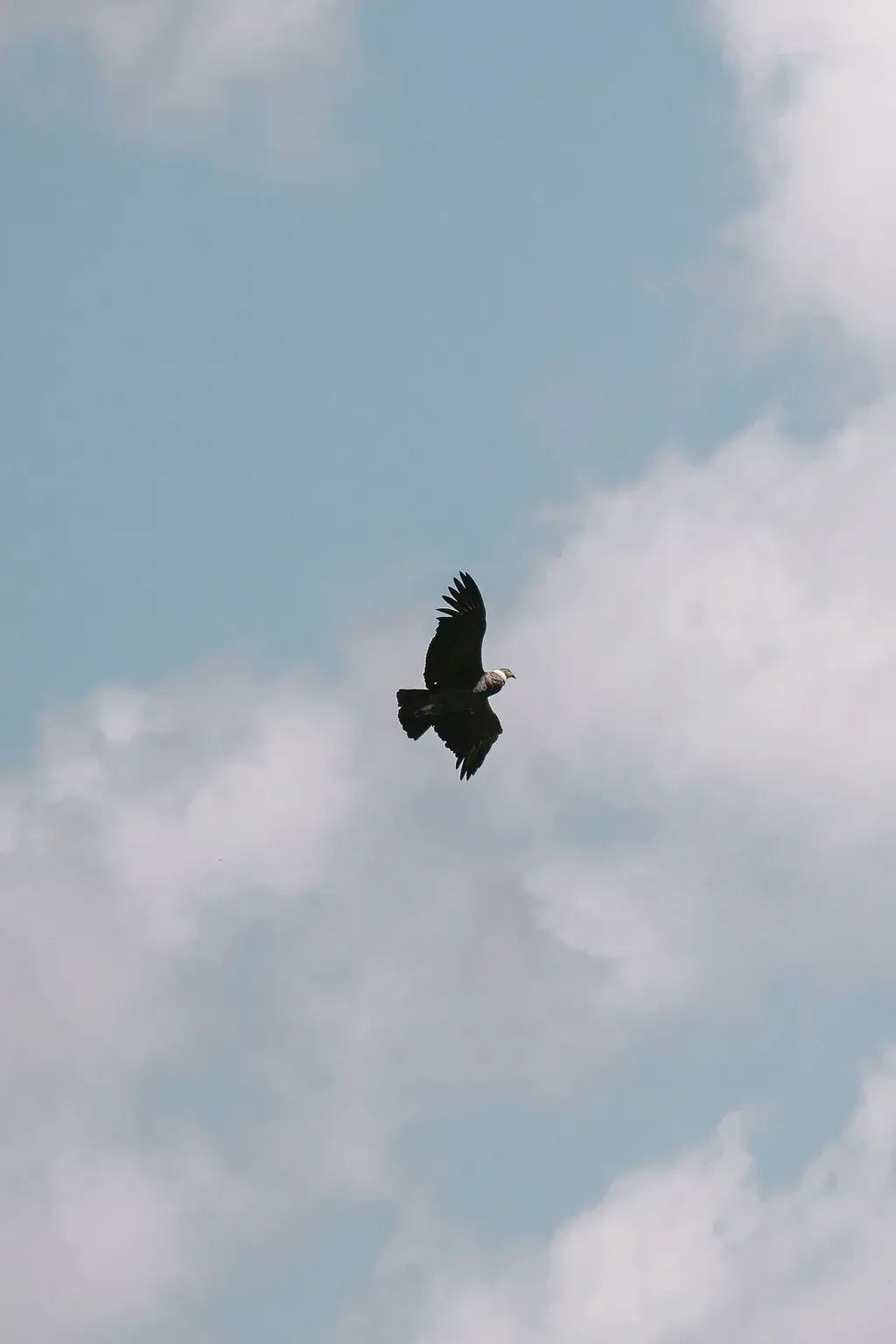 condor-flight.webp