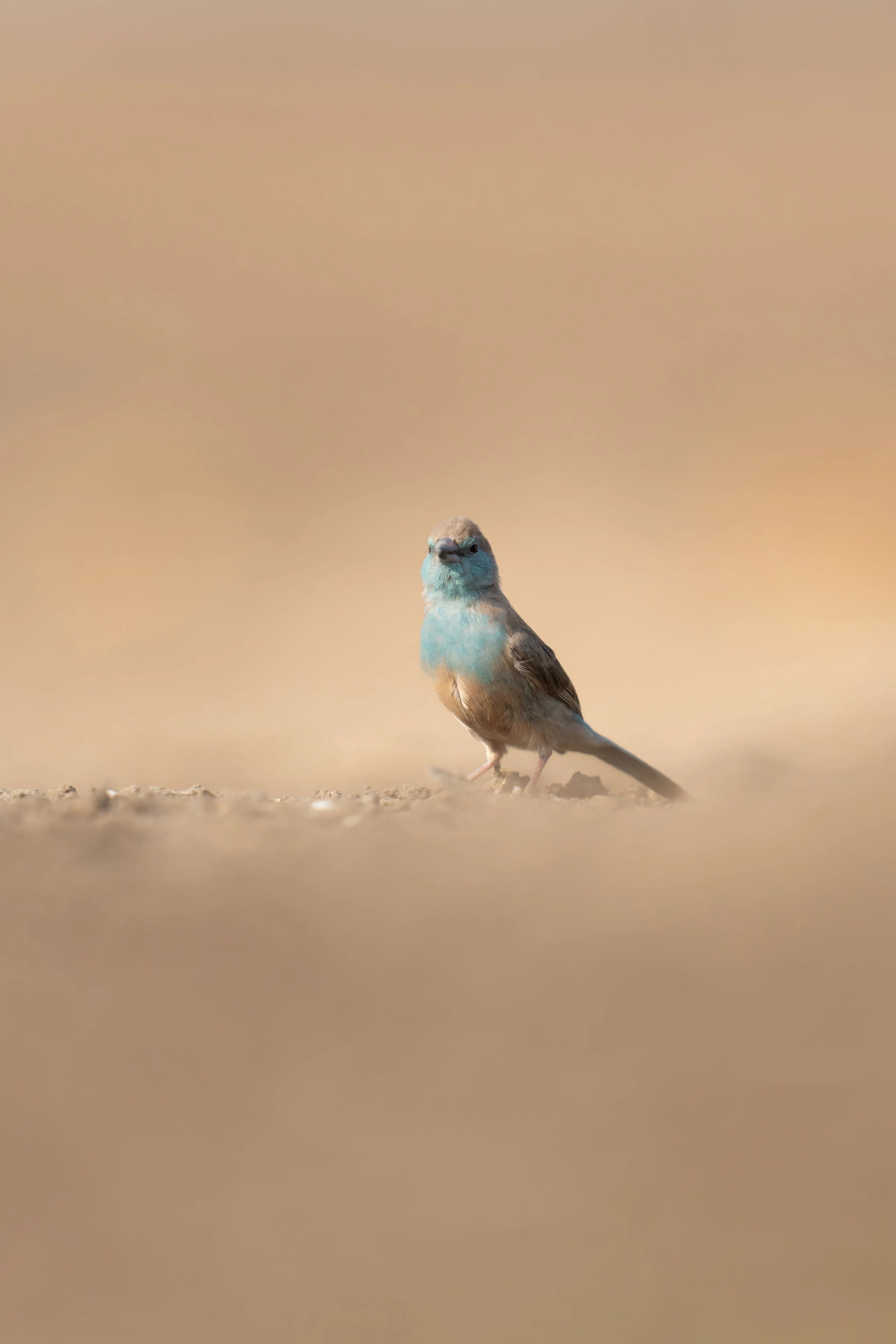 MalilangweReserve_Bird_WaxbillBlue_RossCouper_A1_04071.jpg
