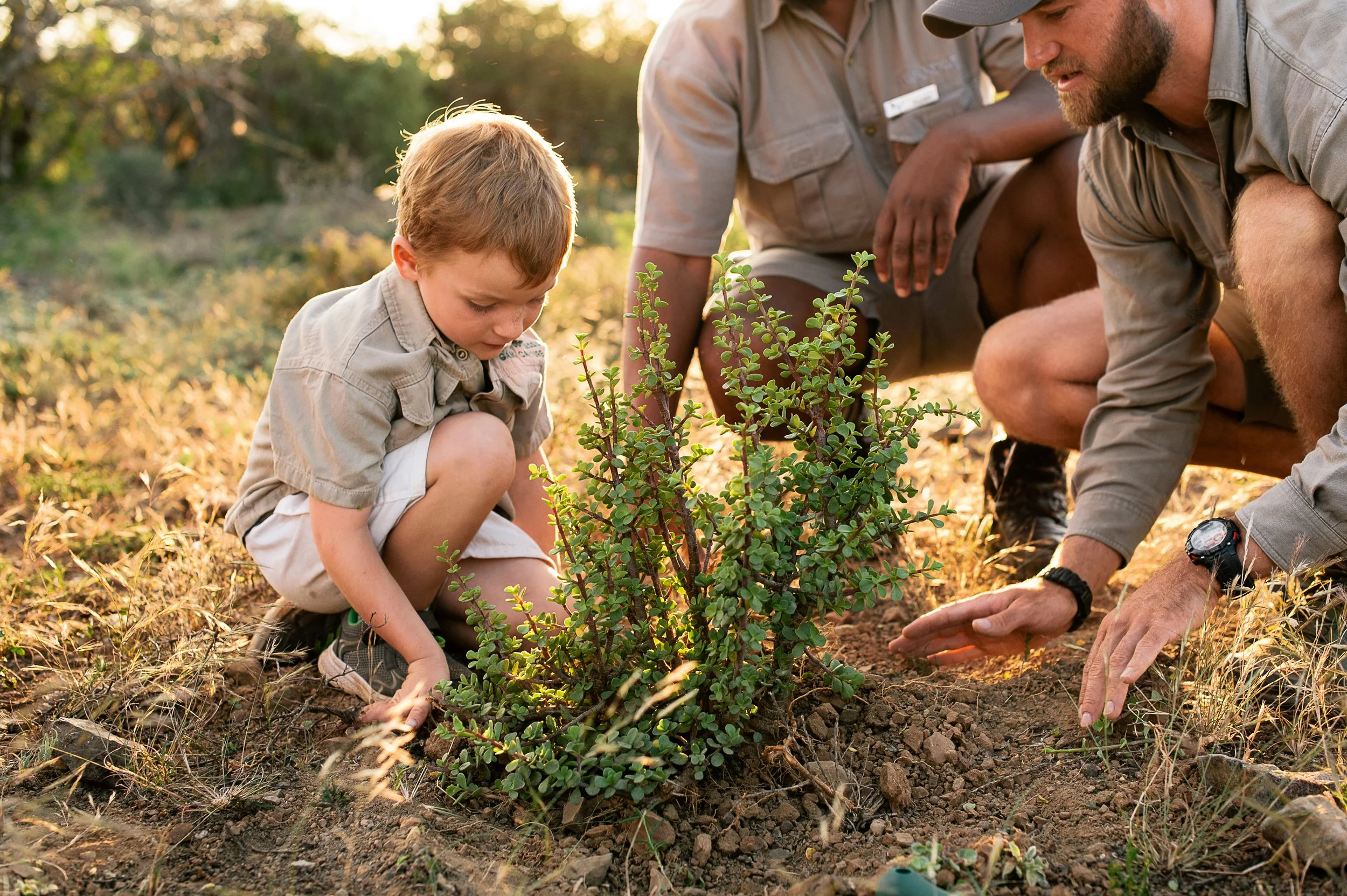 Planting spekboom at Kwandwe