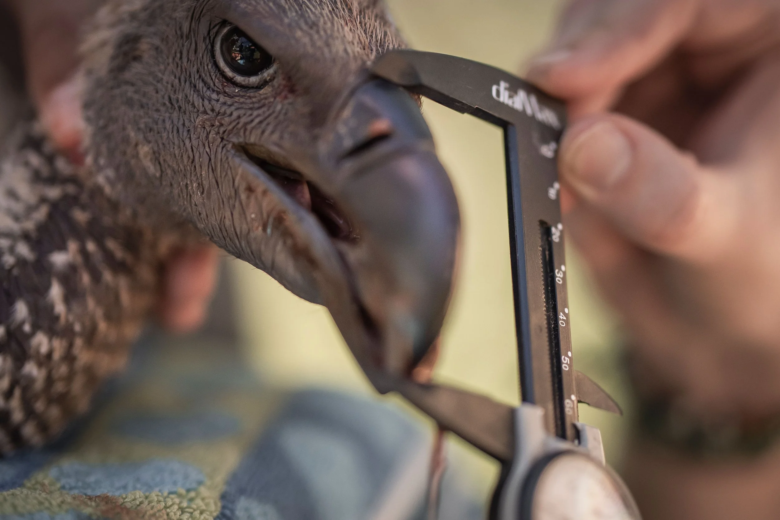 SabiSand_Conservation_VultureResearch_RossCouper_A2_04120.jpg