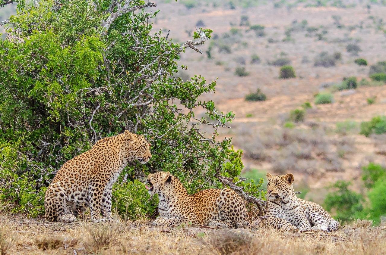 Kwandwe's biennial camera trap survey, conducted with partners including Panthera and the Cape Leopard Trust, helps track the leopard population’s growth.