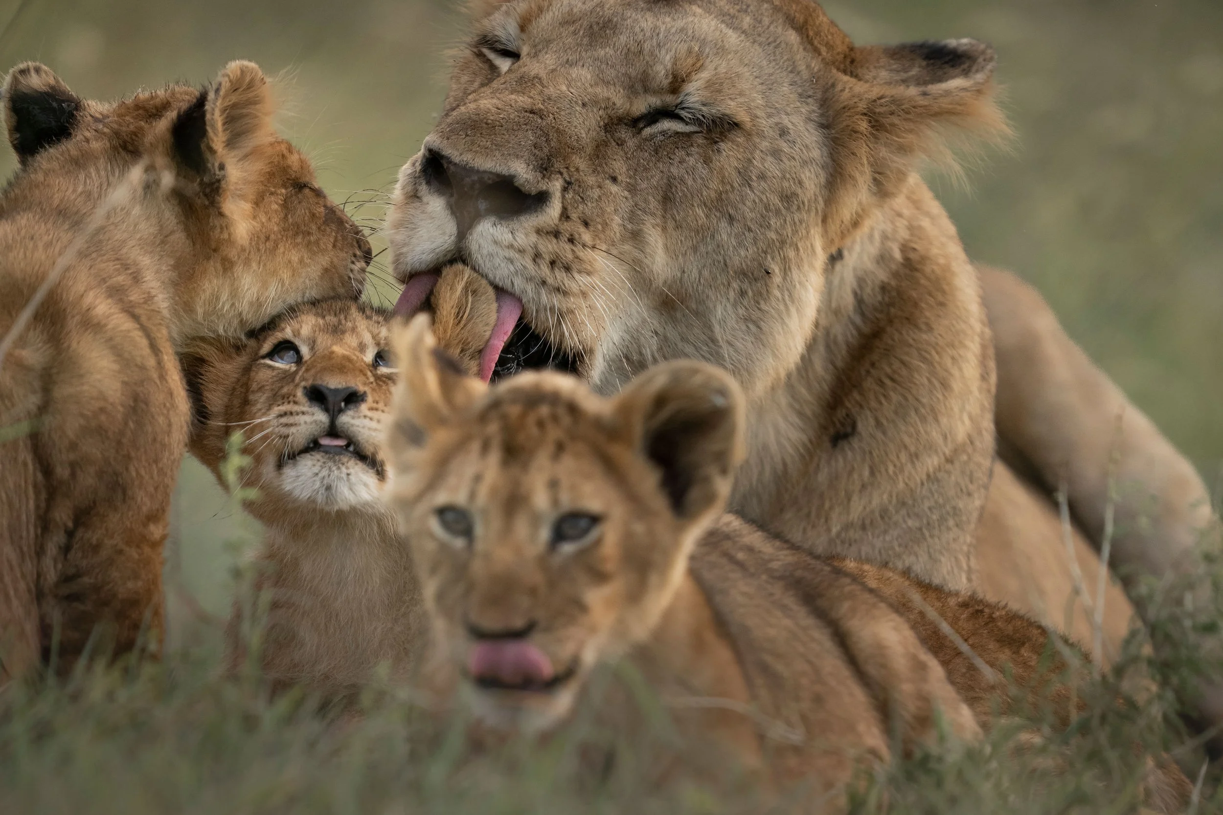 SabiSand_Wildlife_Lion_LionessandCubs_MhangenePride_RossCouper_A2_02837.jpg