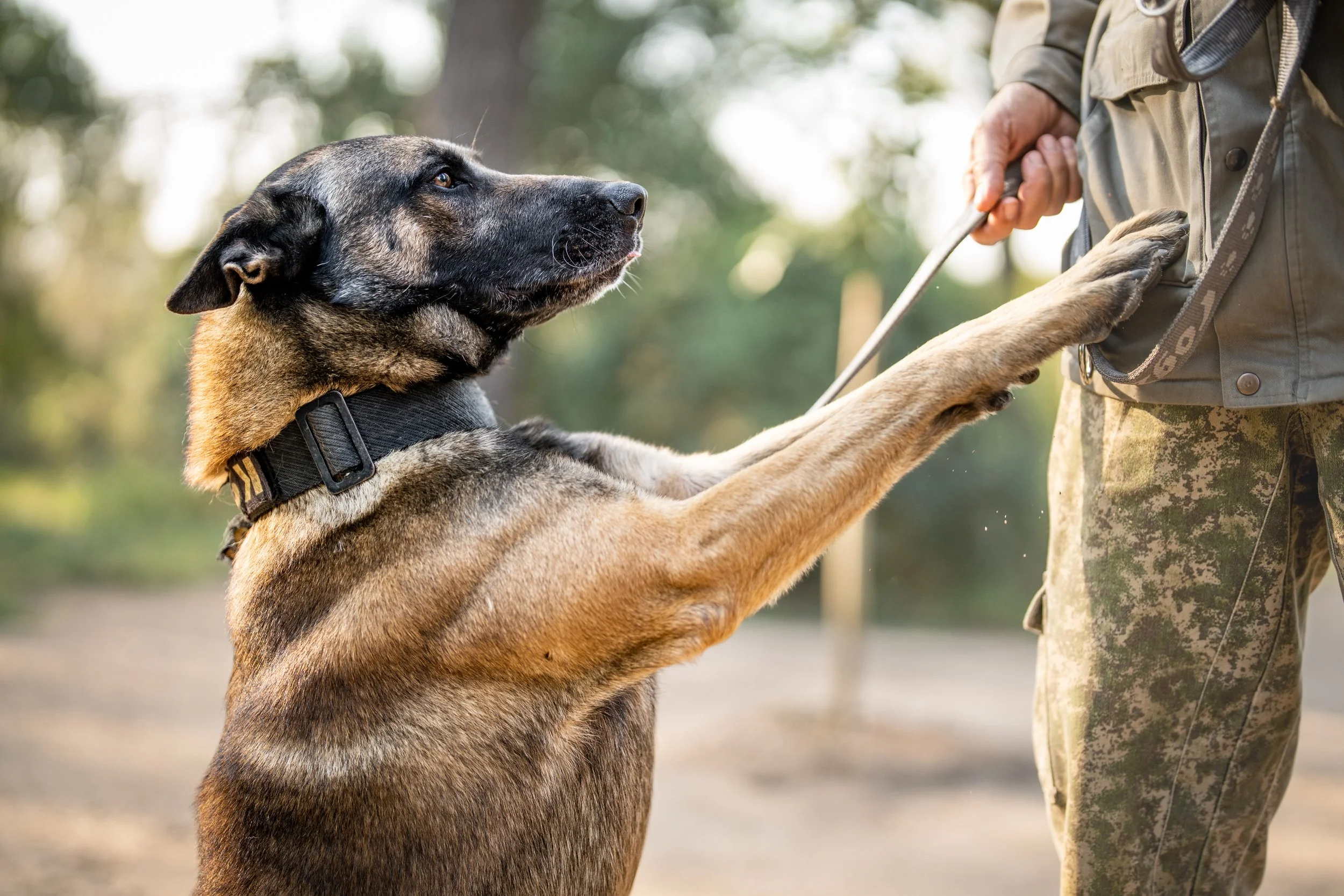 Singita Sabi Sand_Conservation_K9 Unit_Sarge_Dog_Ross_Couper.jpg
