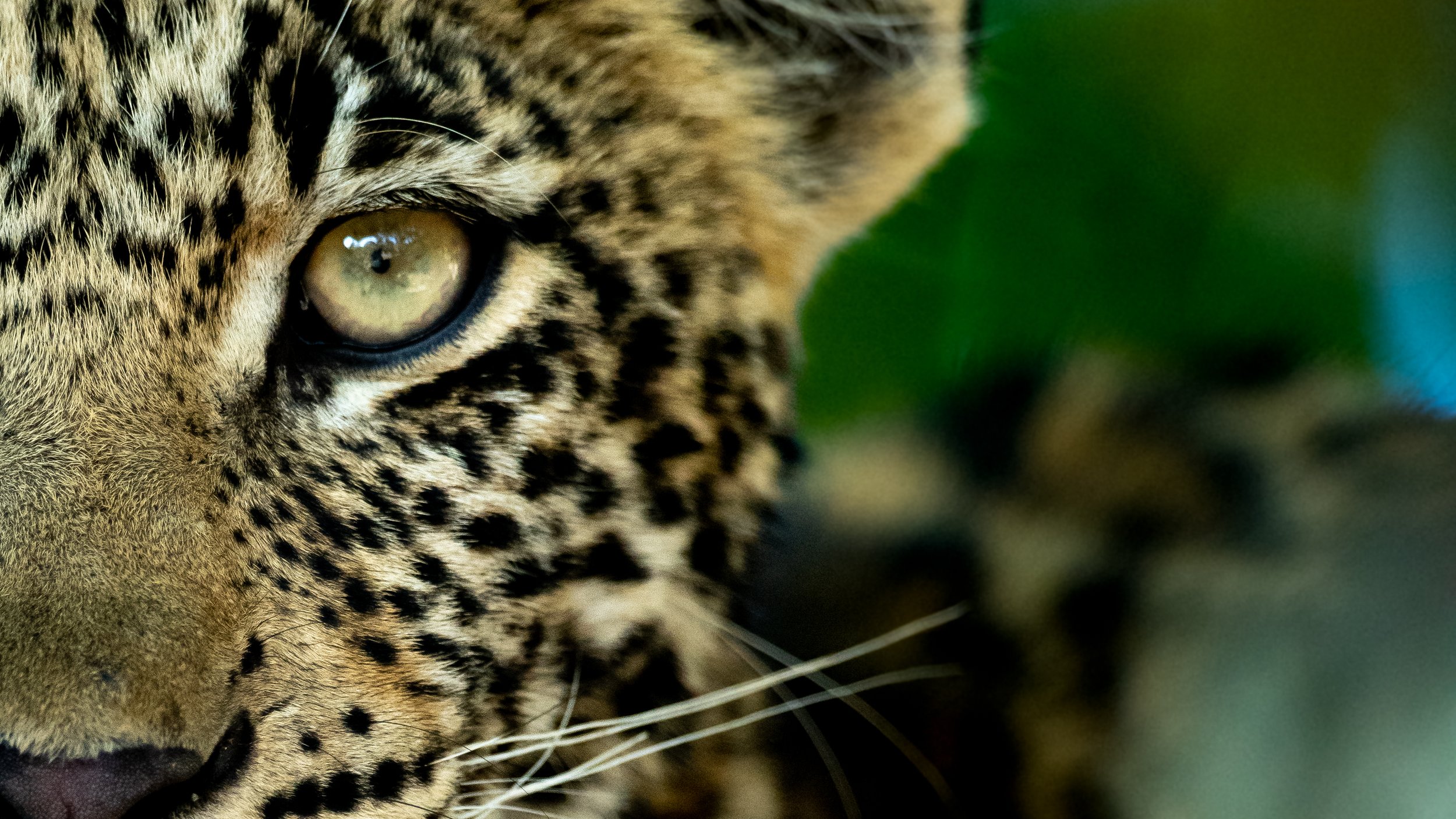 Singita Sabi Sand_Leopard _ Ross Couper.jpg