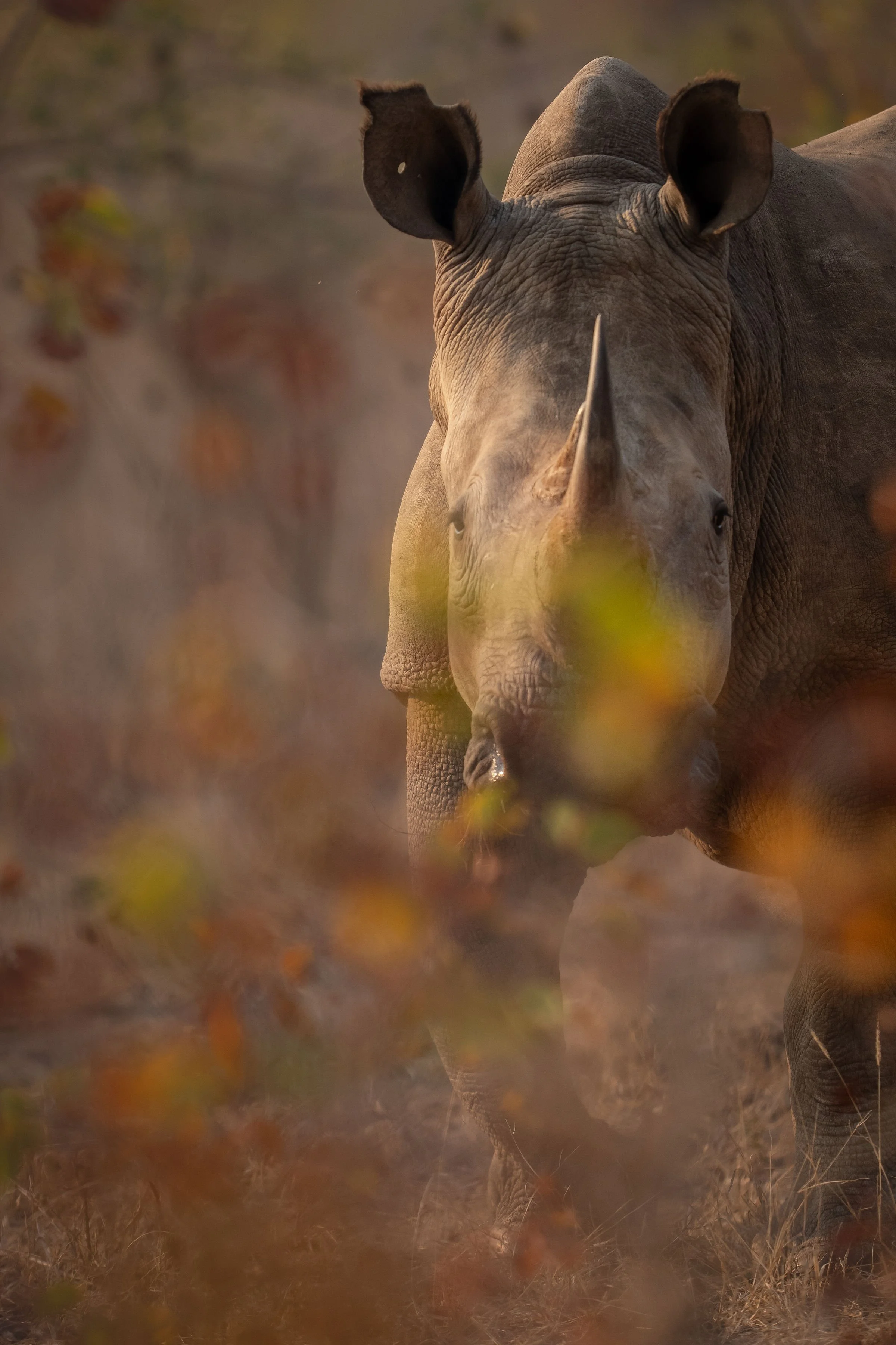 MalilangweReserve_Wildlife_Rhino_WhiteRhino_RossCouper_A1_03964.jpg
