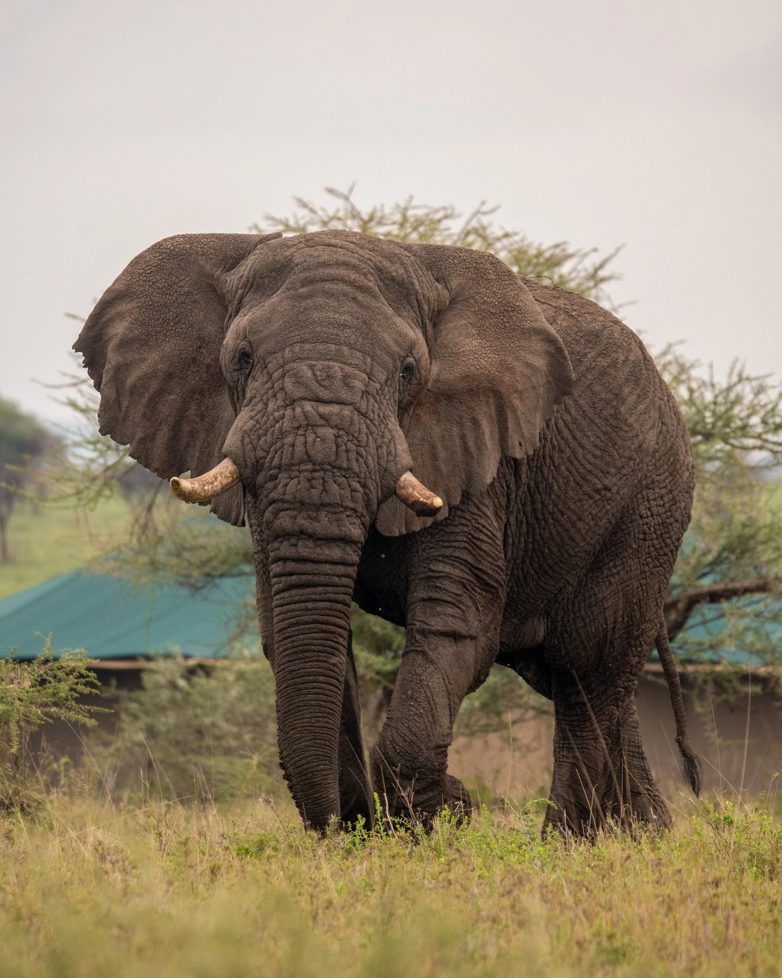 Wild Wakati Camp glorious elephant