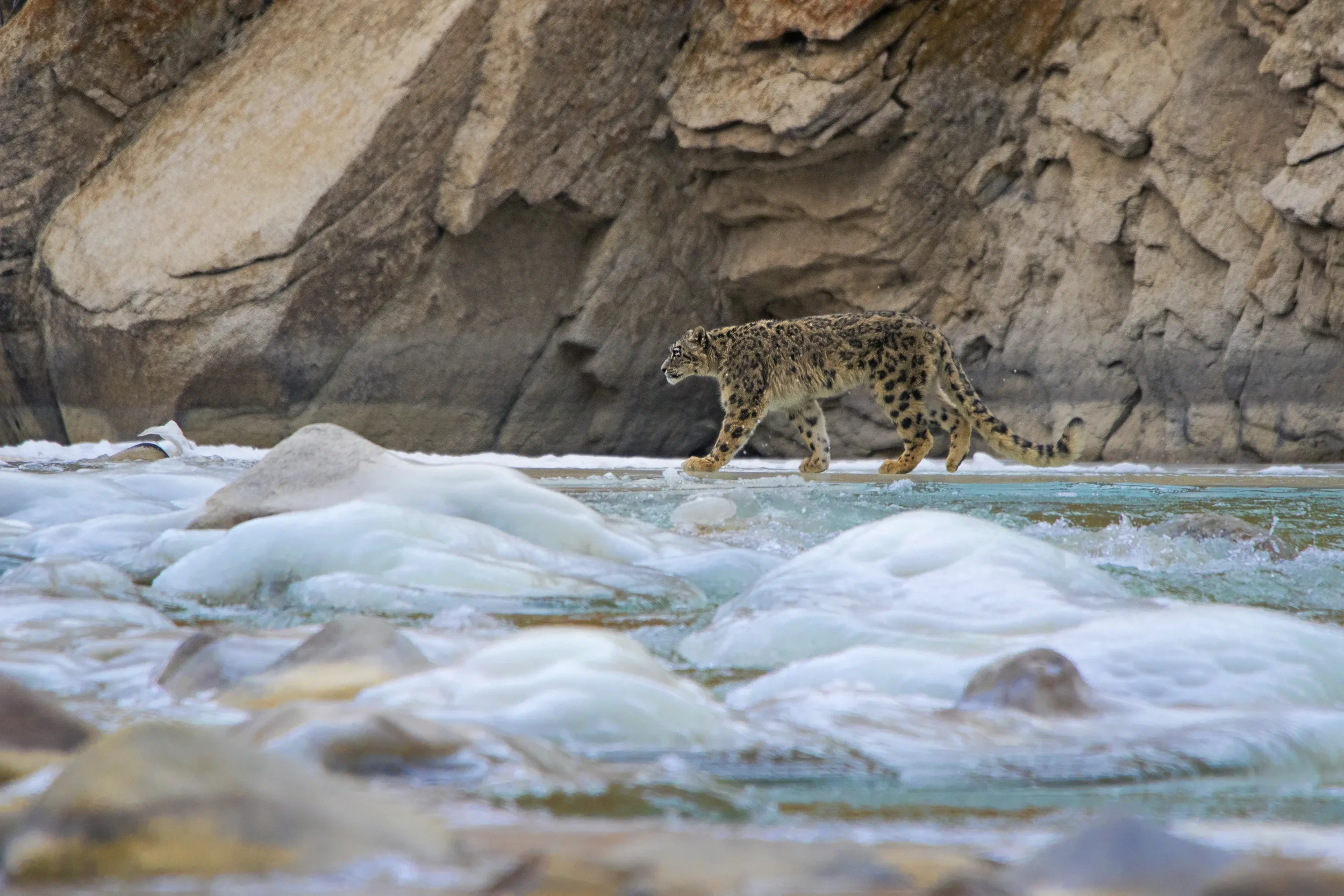 20_Snow_Leopard_Indus_Crossing_4.webp