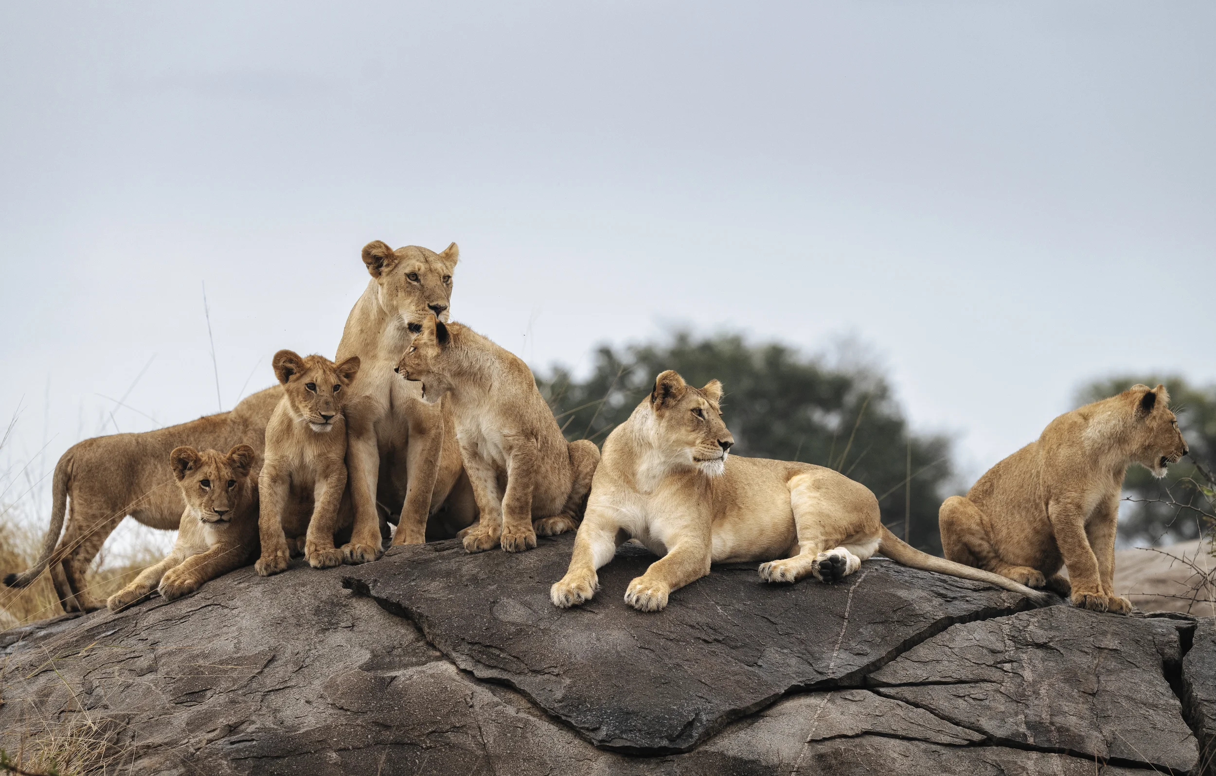 nomad lamai serengeti lion on kopje.webp