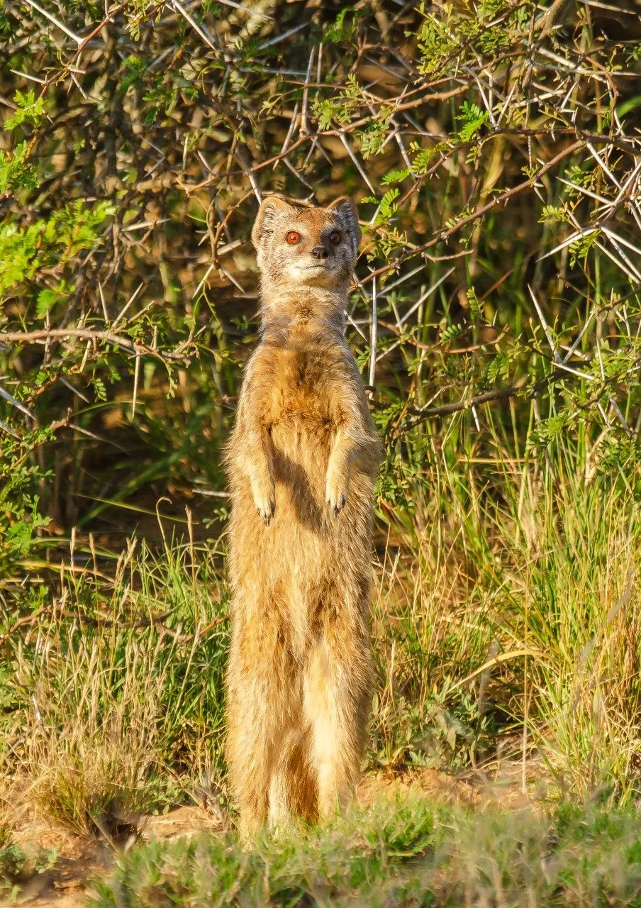 Kwandwe Wildlife Image 2024-07-22 at 09.31.38.jpeg