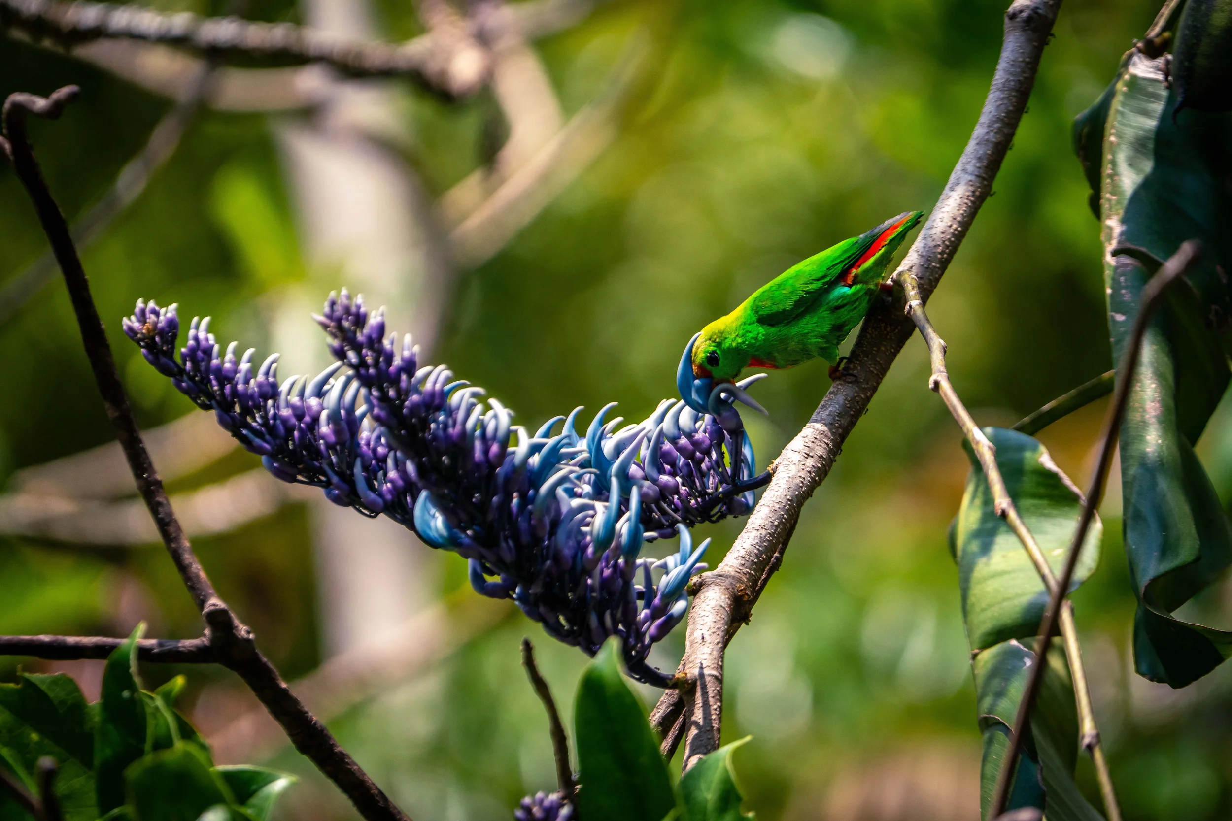 The critically endangered Colasisi finds a safe environment in Masungi Georeserve