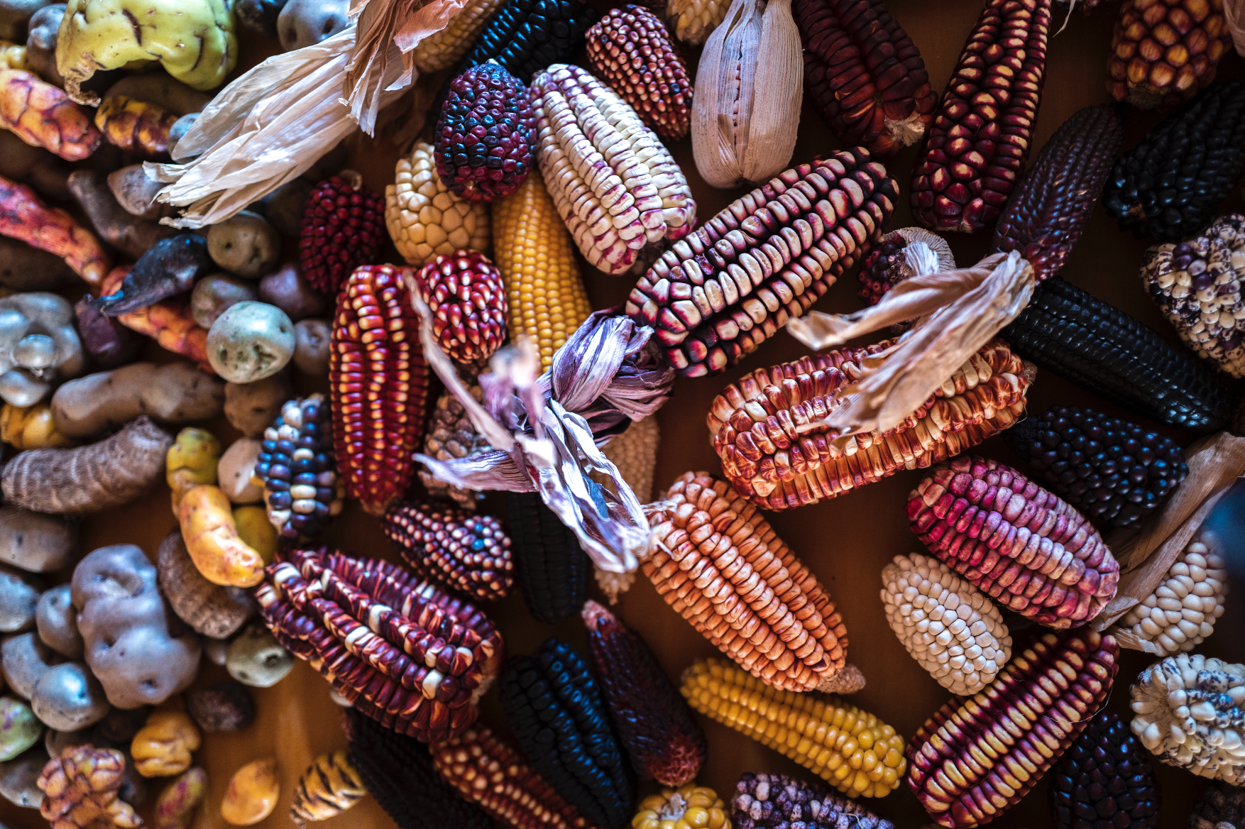 6. CORN & POTATOES.png